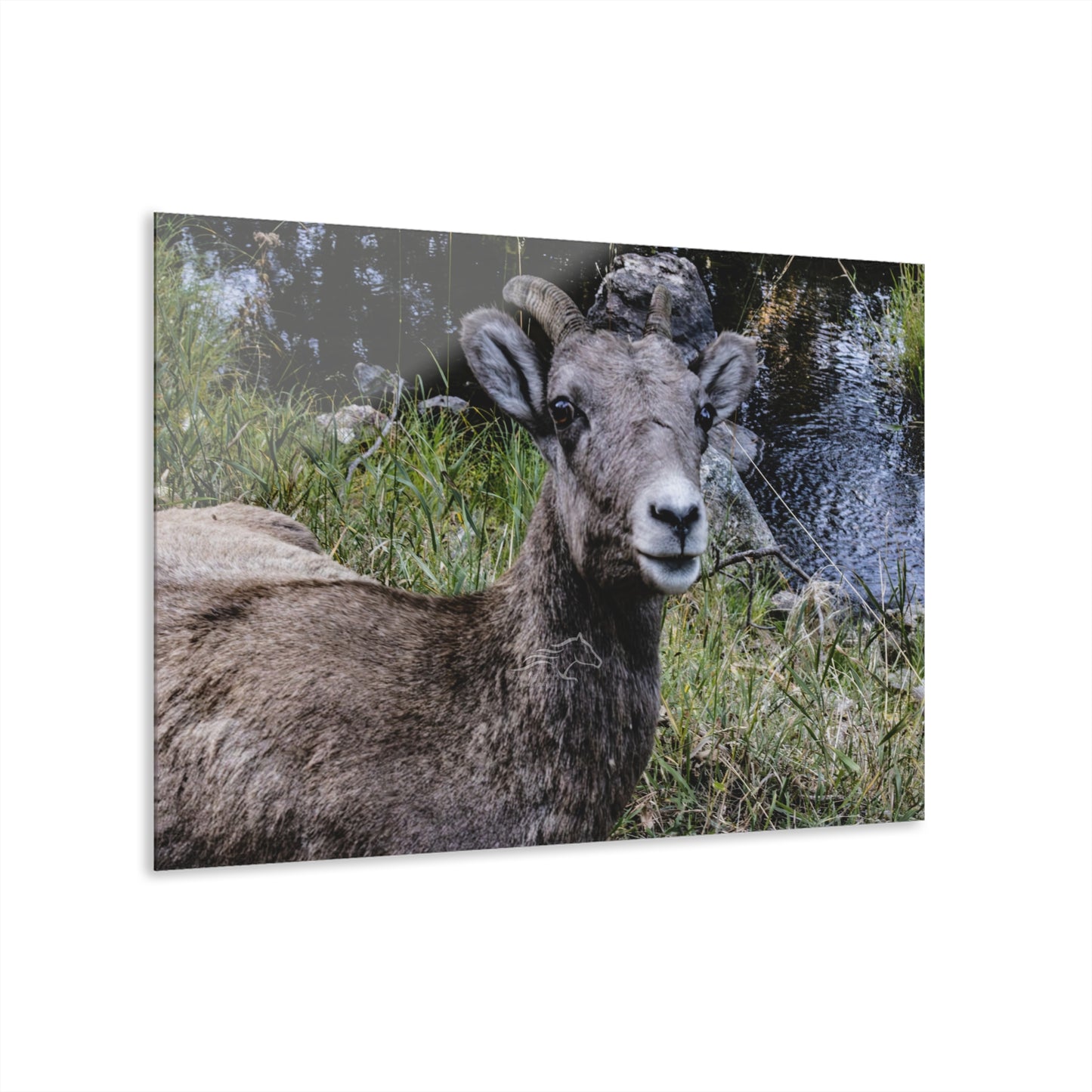 Big Horn Sheep Acrylic