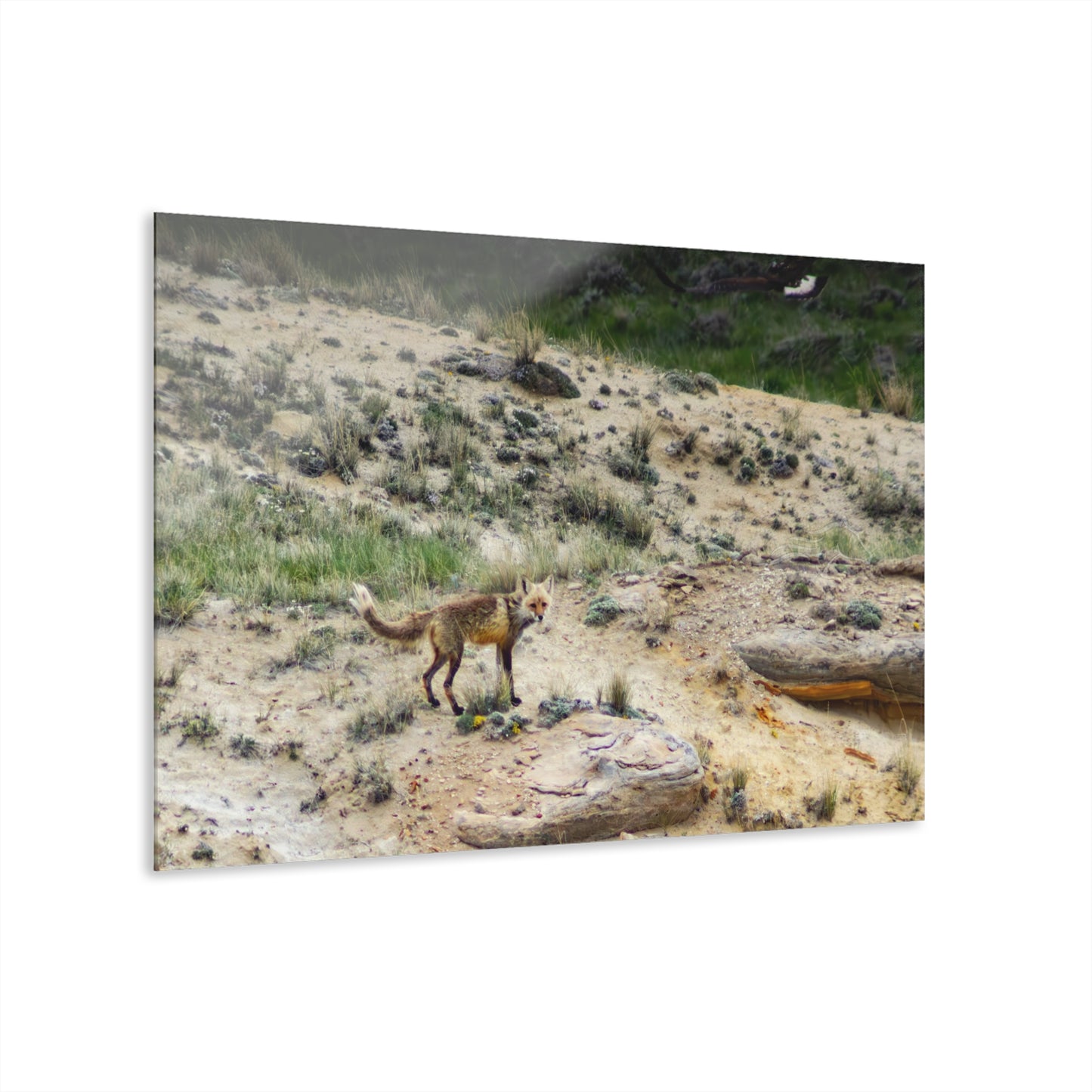 Swift Fox and an Eagle