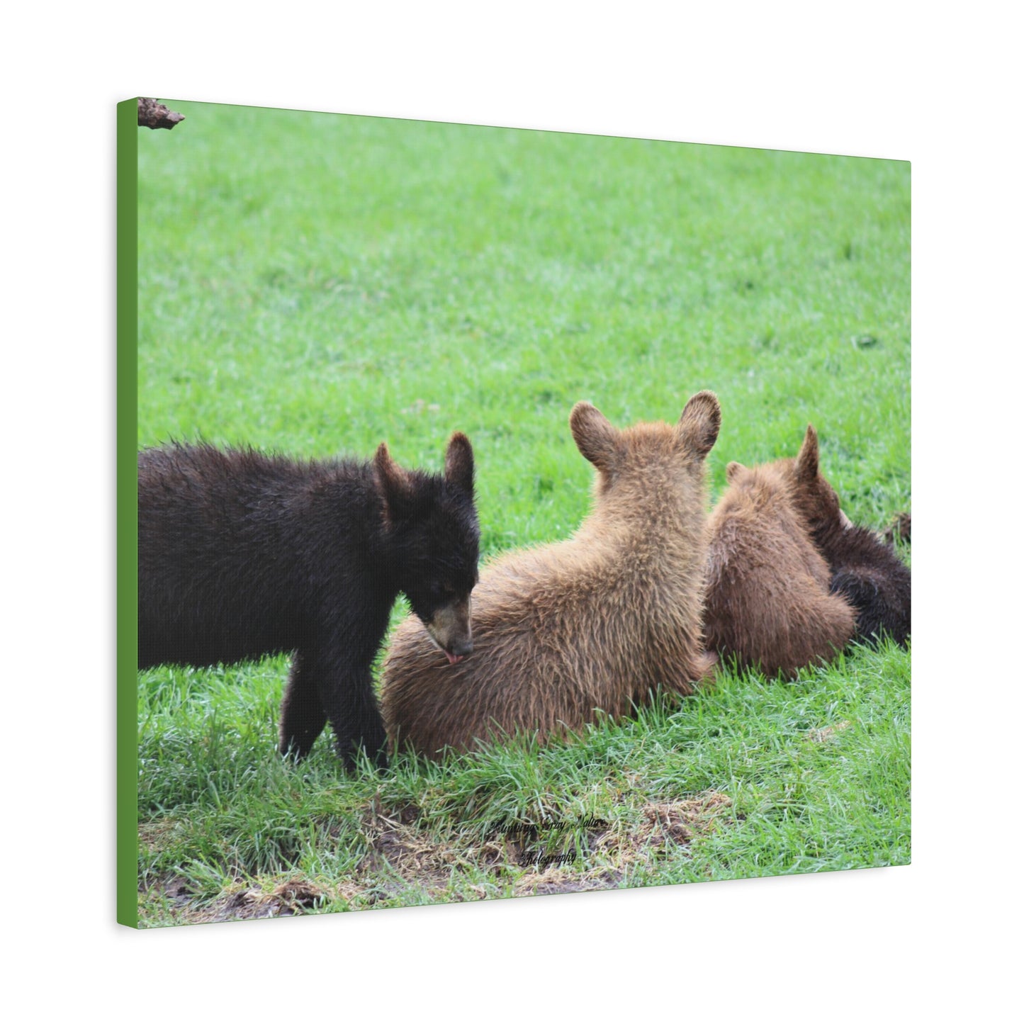 Four Cub Pile Up Matte Canvas, Stretched, 1.25"