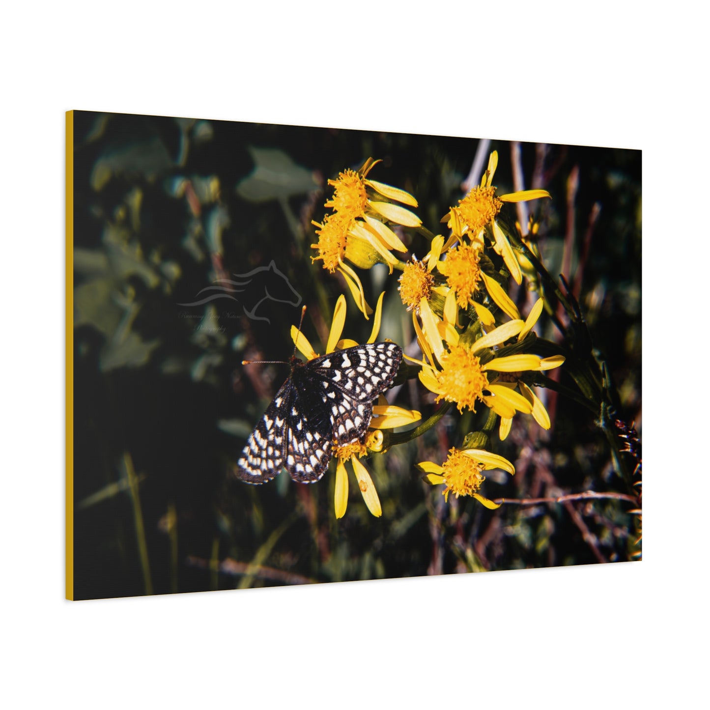 Butterfly Bloom Canvas