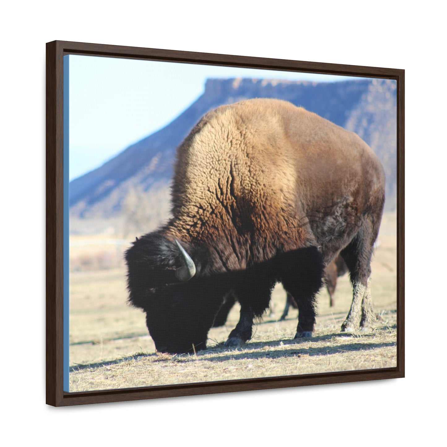 Big Daddy Buffalo Gallery Canvas Wraps, Horizontal Frame