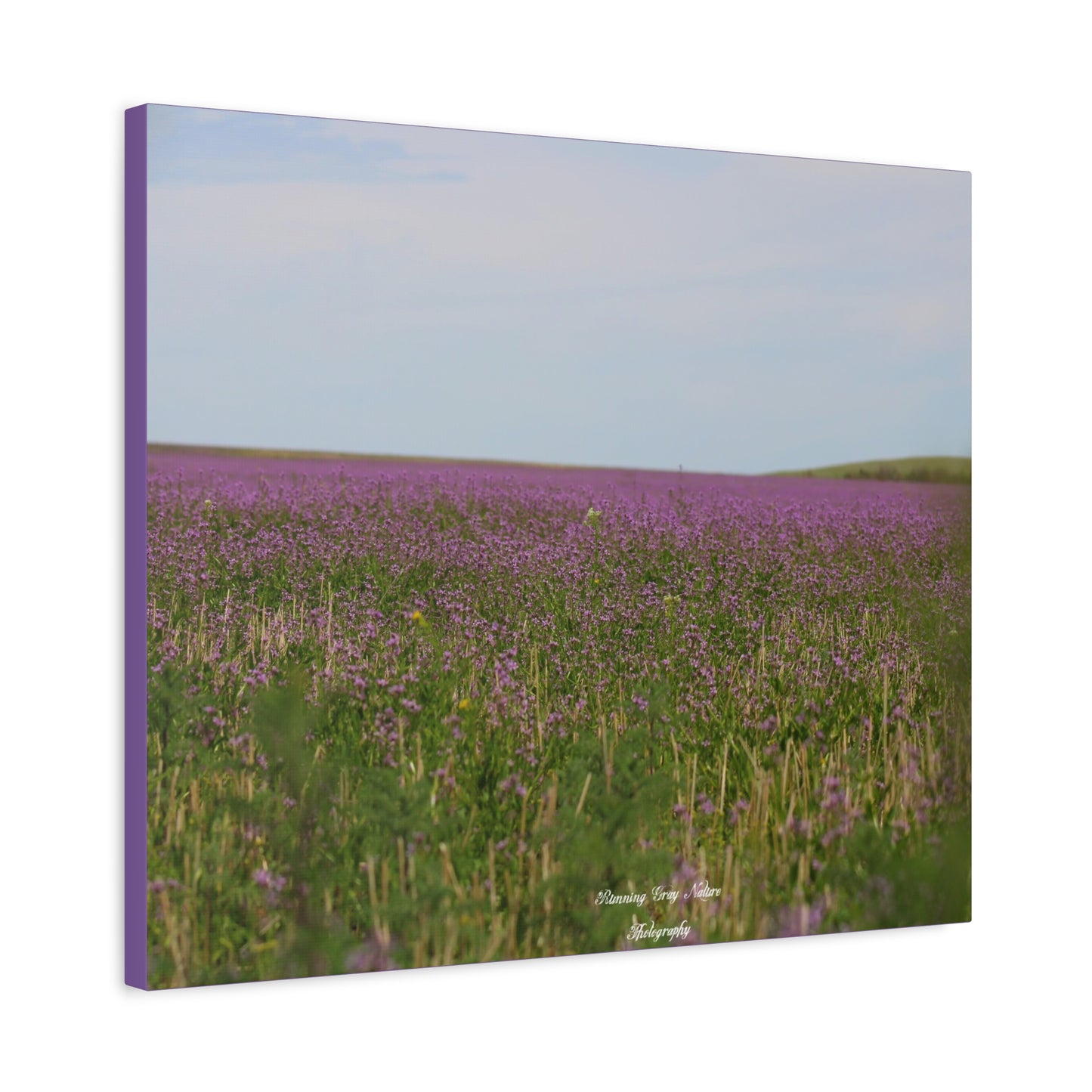 Purple Dead Nettle Field Matte Canvas, Stretched, 1.25"