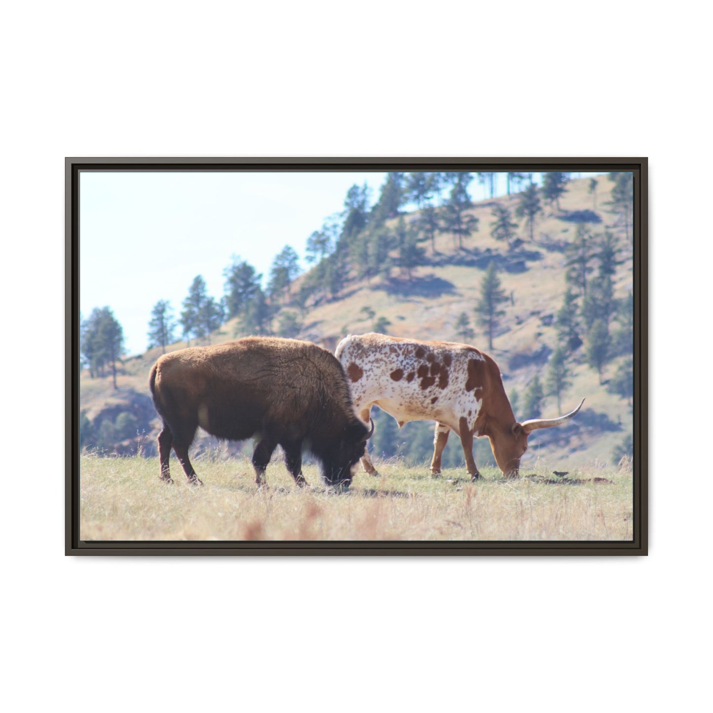 Long Horn and Buffalo Framed Canvas