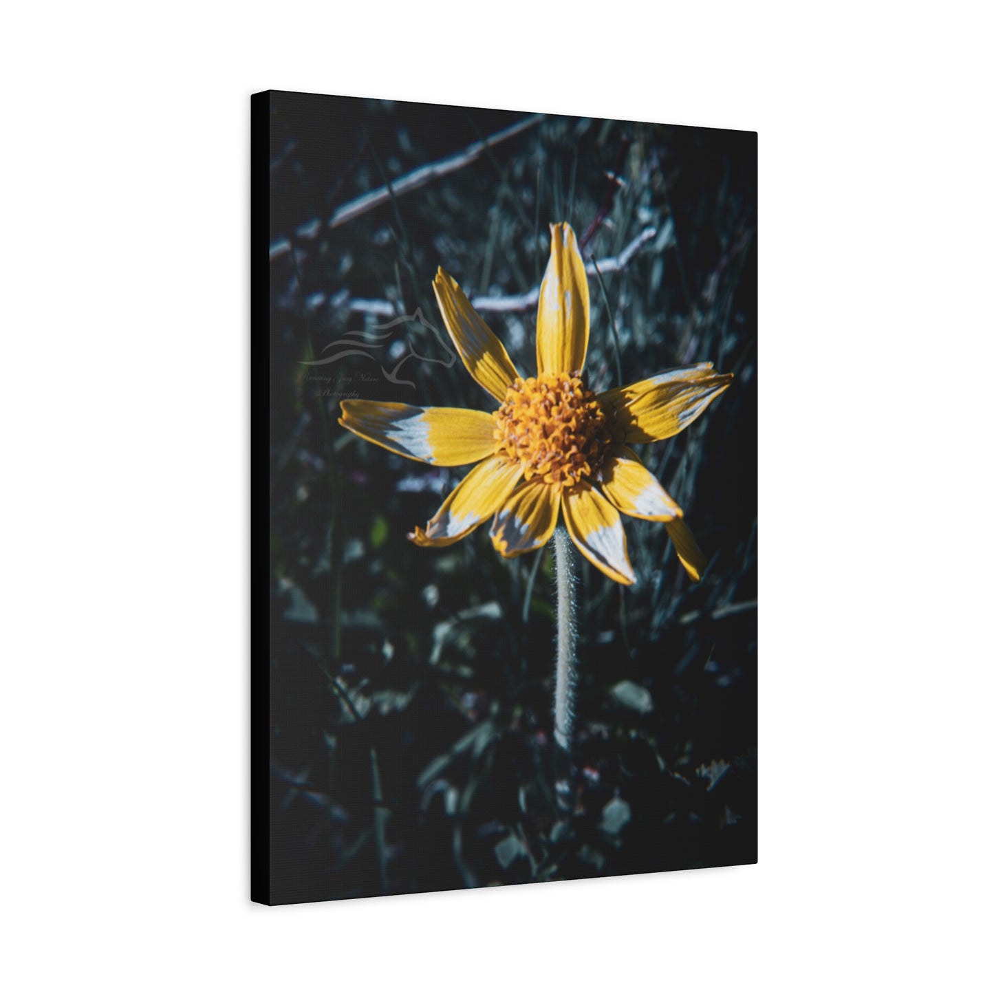 Parish's Goldeneye Canvas