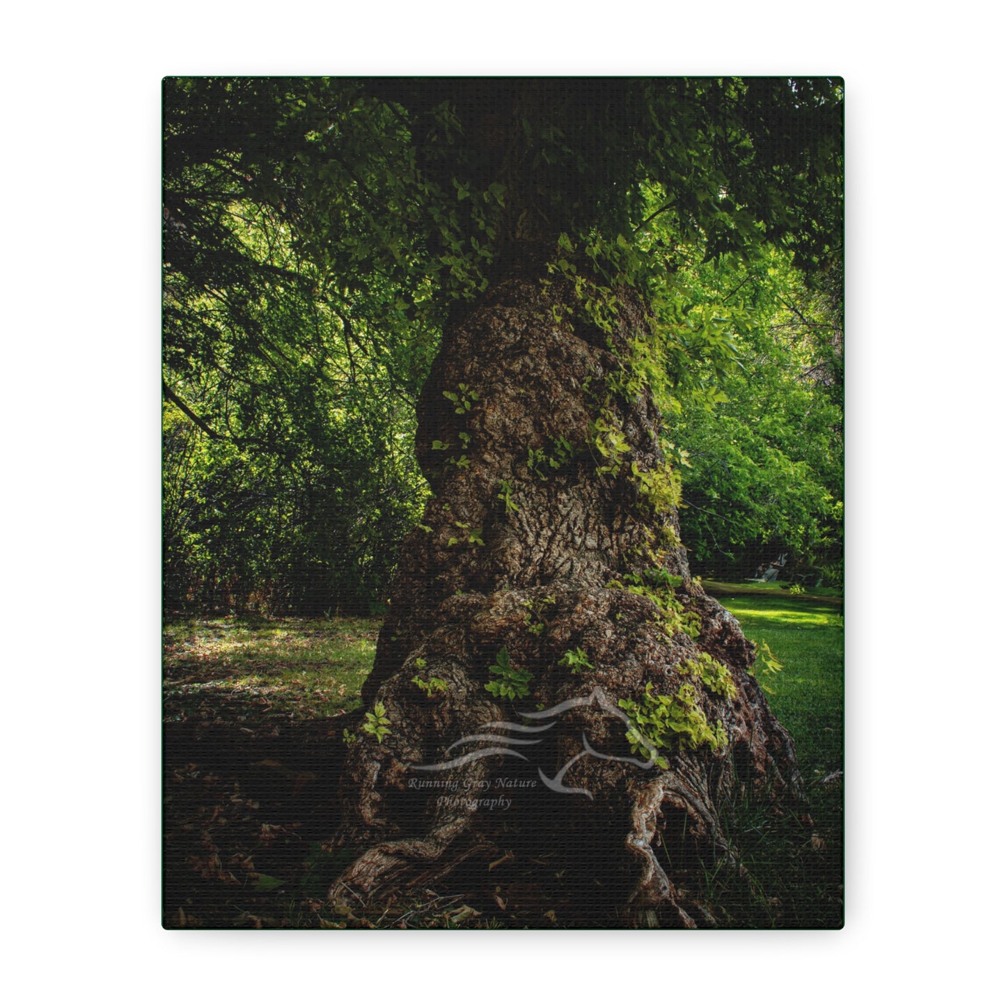 Natural Green Tree Canvas
