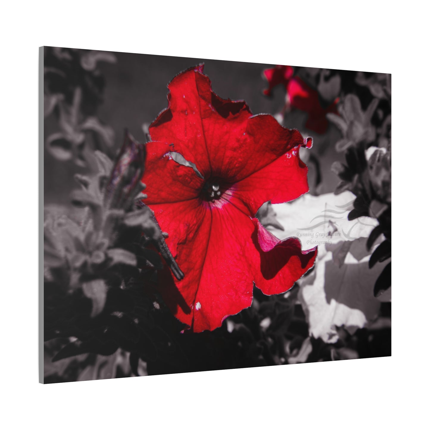 Black and Red Flower Canvas