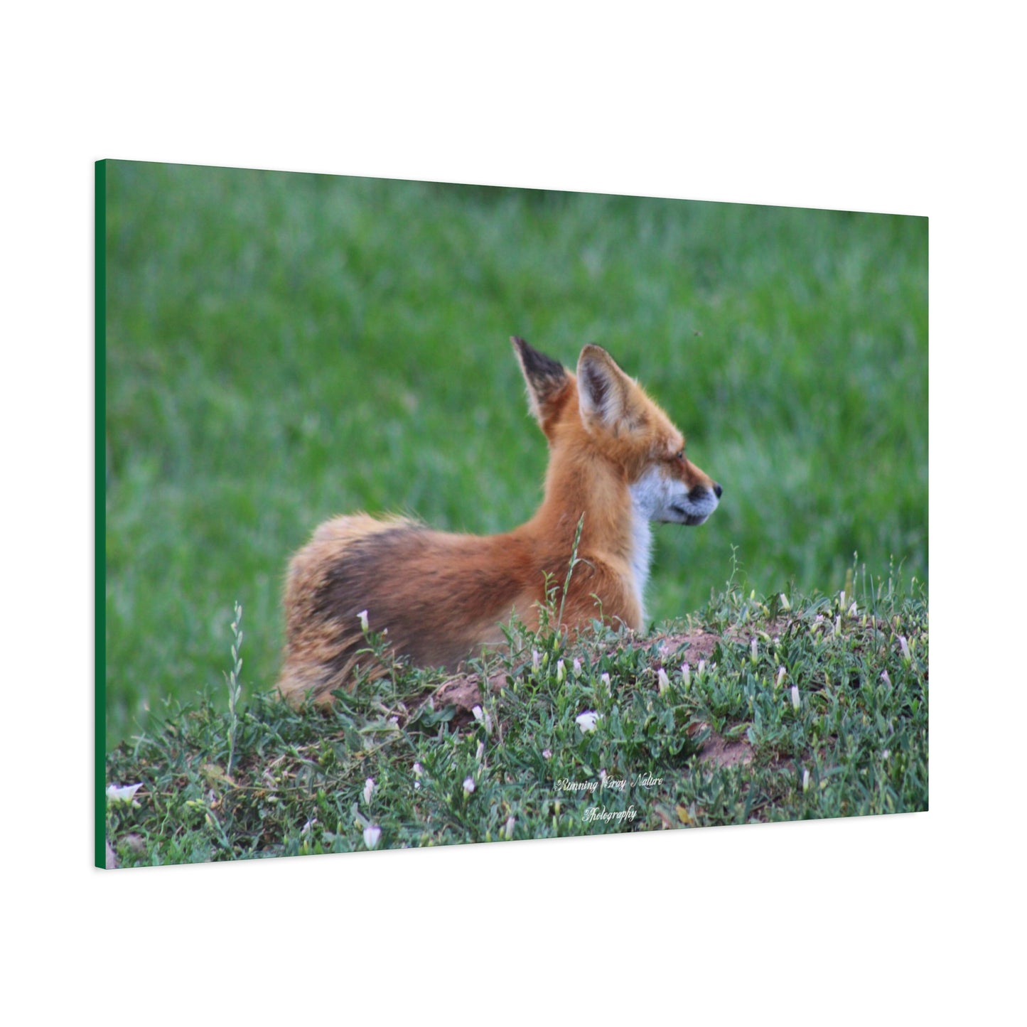 Red Tail Fox Matte Canvas, Stretched, 1.25"