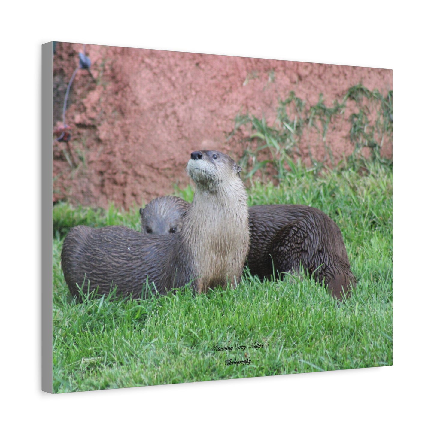 Otter Stare Matte Canvas, Stretched, 1.25"