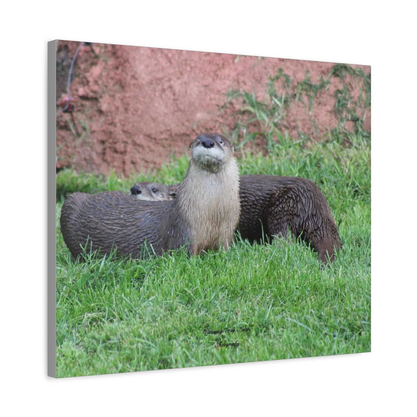 Otter Matte Canvas, Stretched, 1.25"