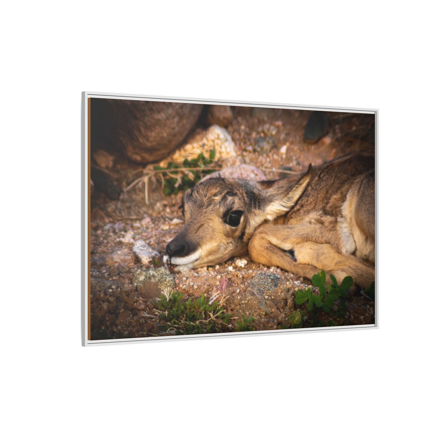 Baby Antelope Framed Canvas