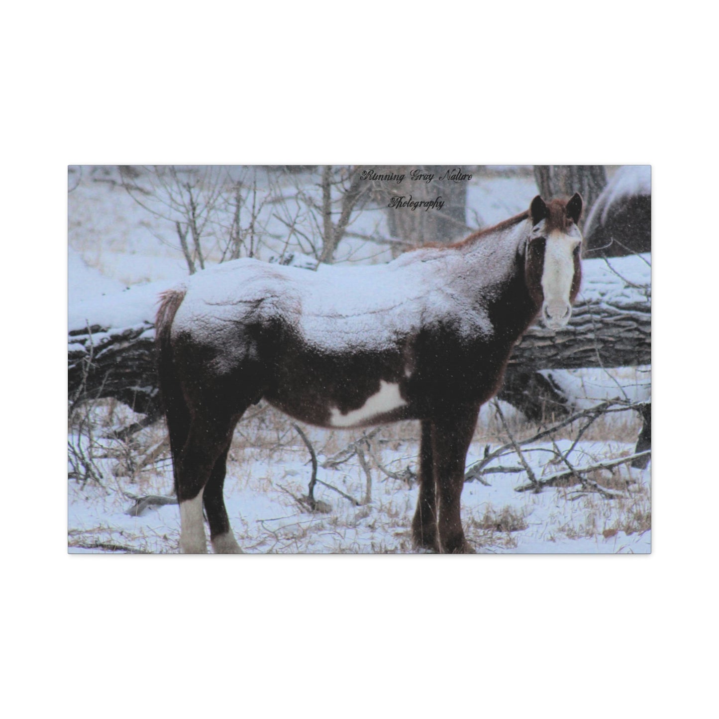 Snow Blanket Horse Matte Canvas, Stretched, 1.25"