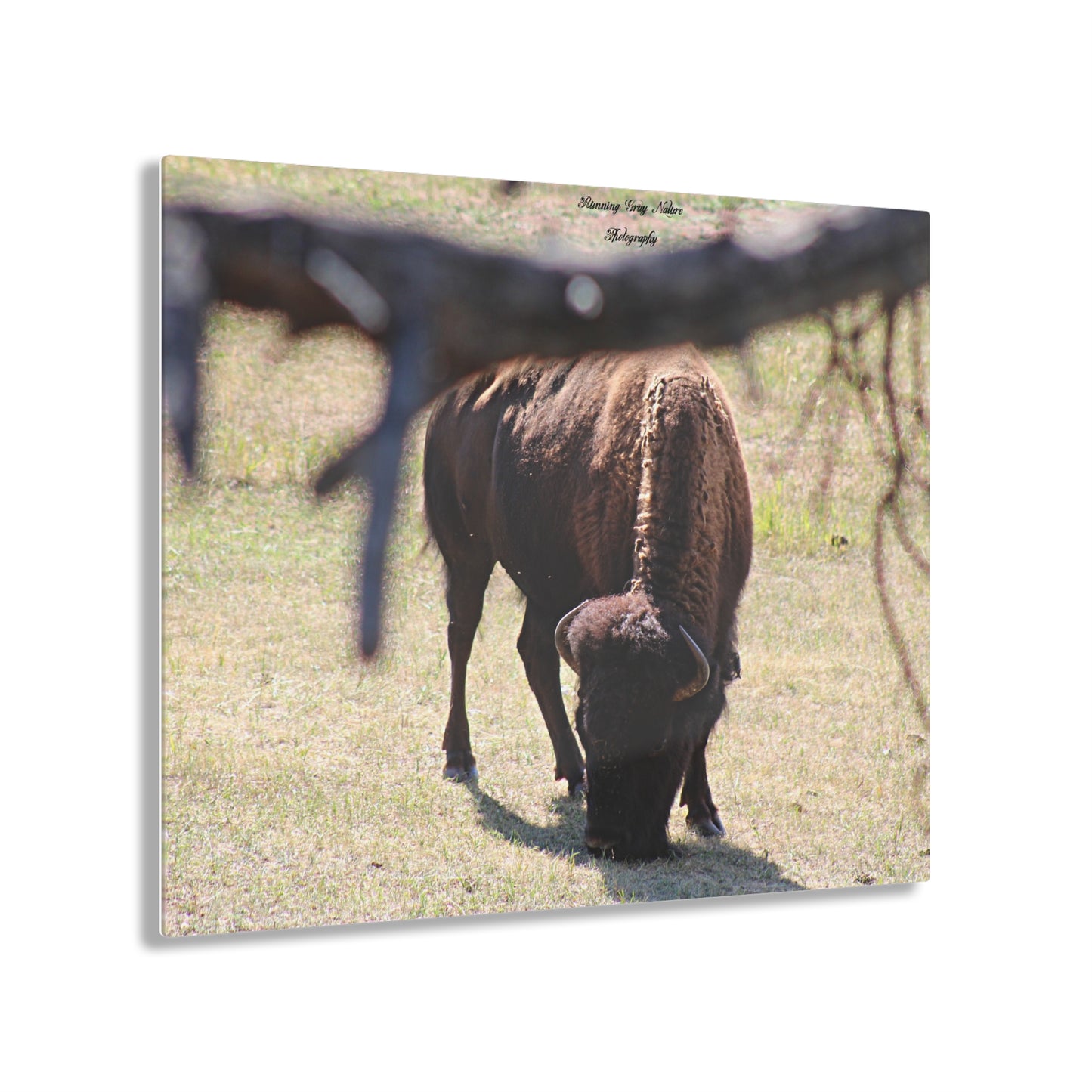 Buffalo Acrylic Prints