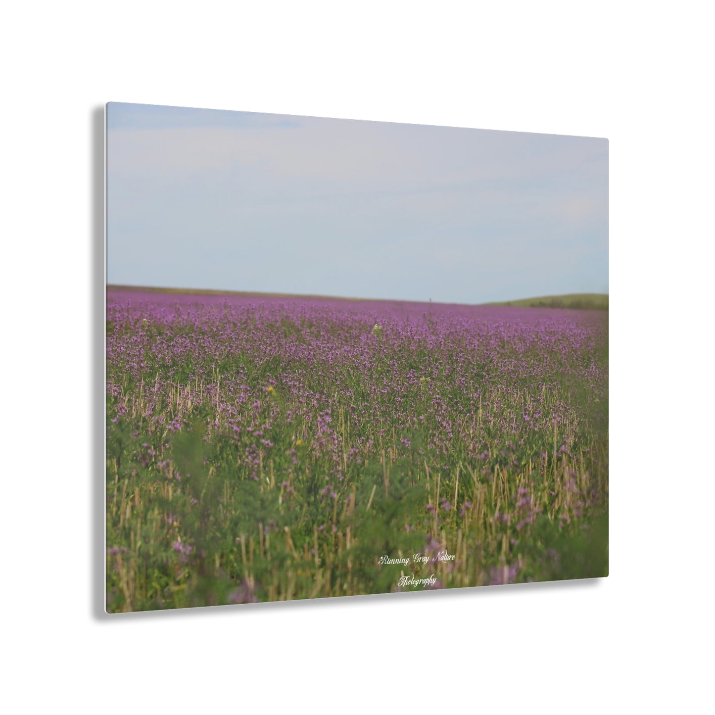 Purple Dead Nettle Field Acrylic Prints