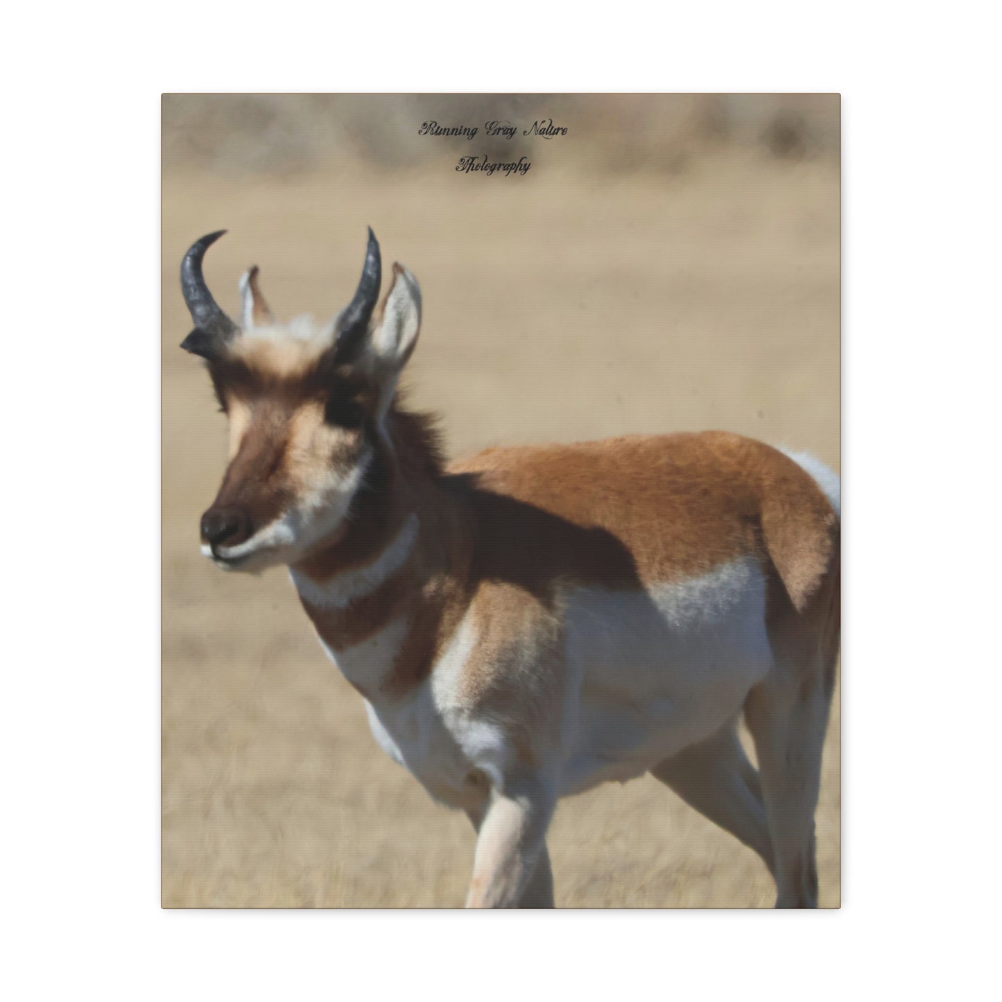 Wyoming Pronghorn Matte Canvas, Stretched, 1.25"