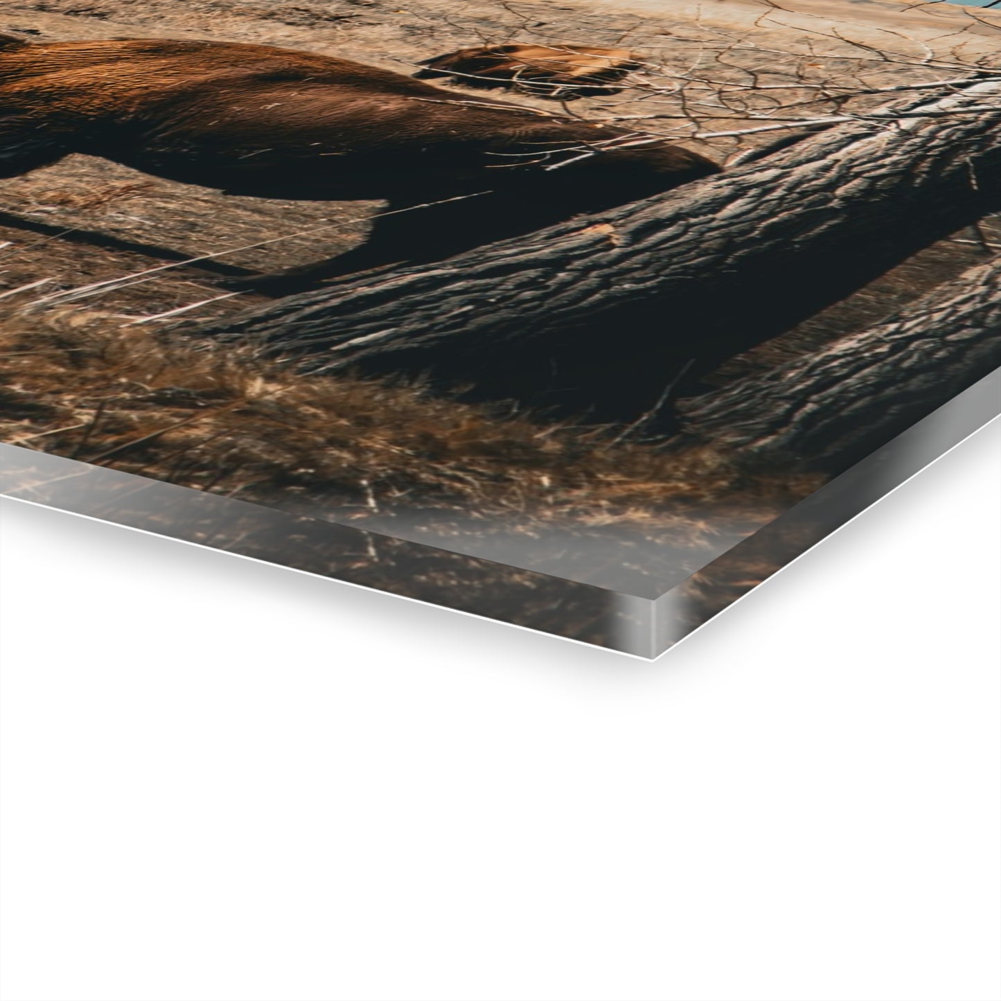 Rustic Bison Mountain Acrylic