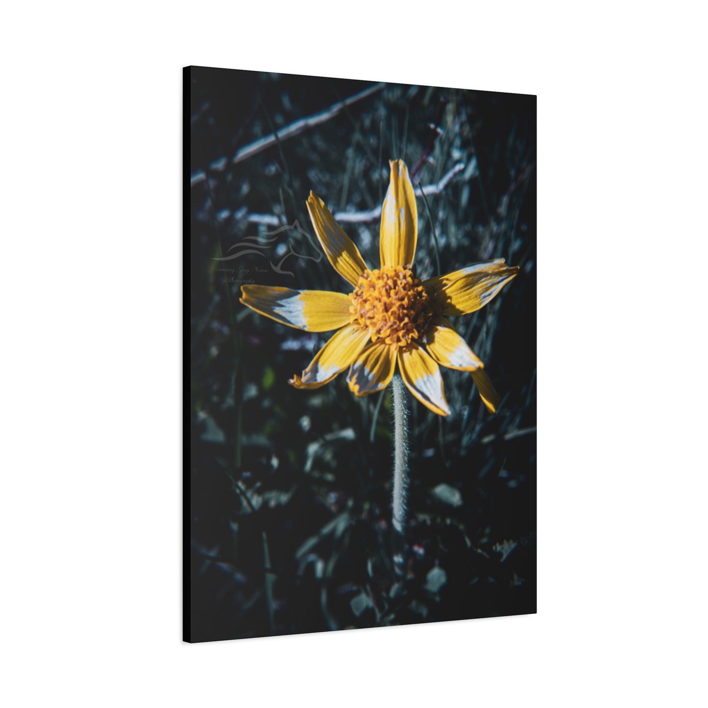 Parish's Goldeneye Canvas