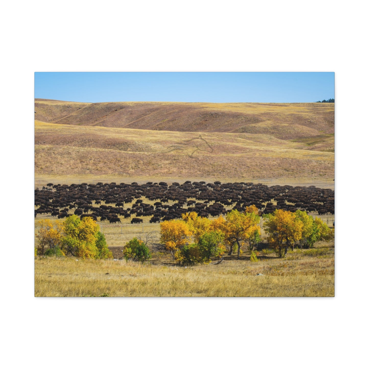 Final look Buffalo Round Up