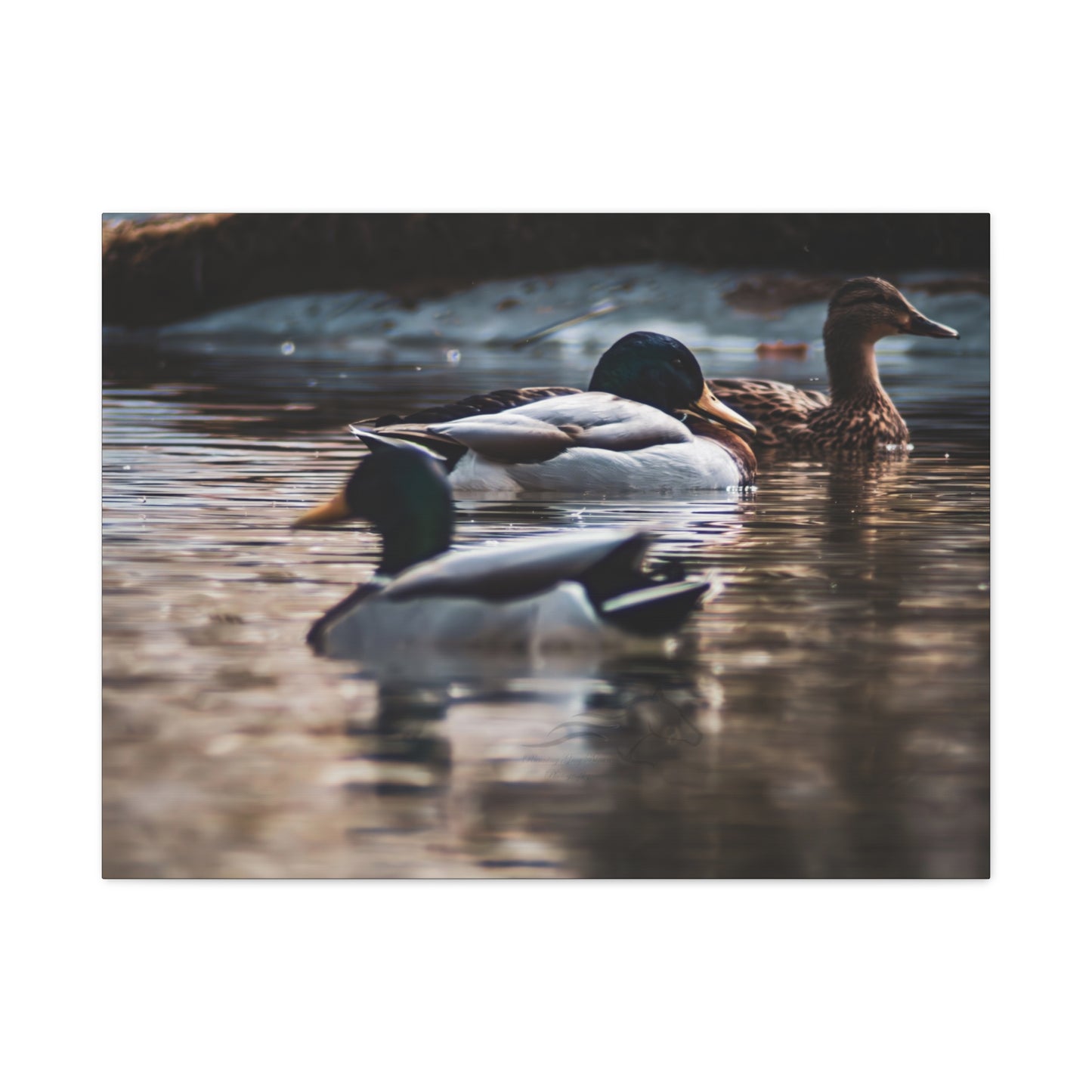 Mallard Ducks Canvas