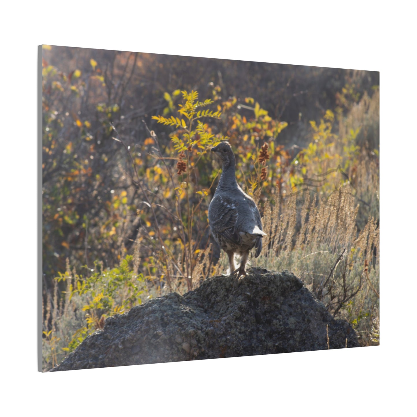 Wyoming Sage Grouse Canvas