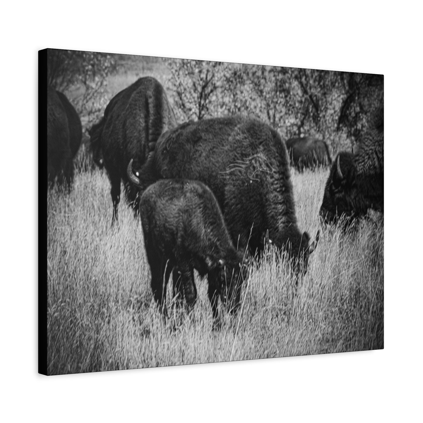 Black and White Buffalo Canvas
