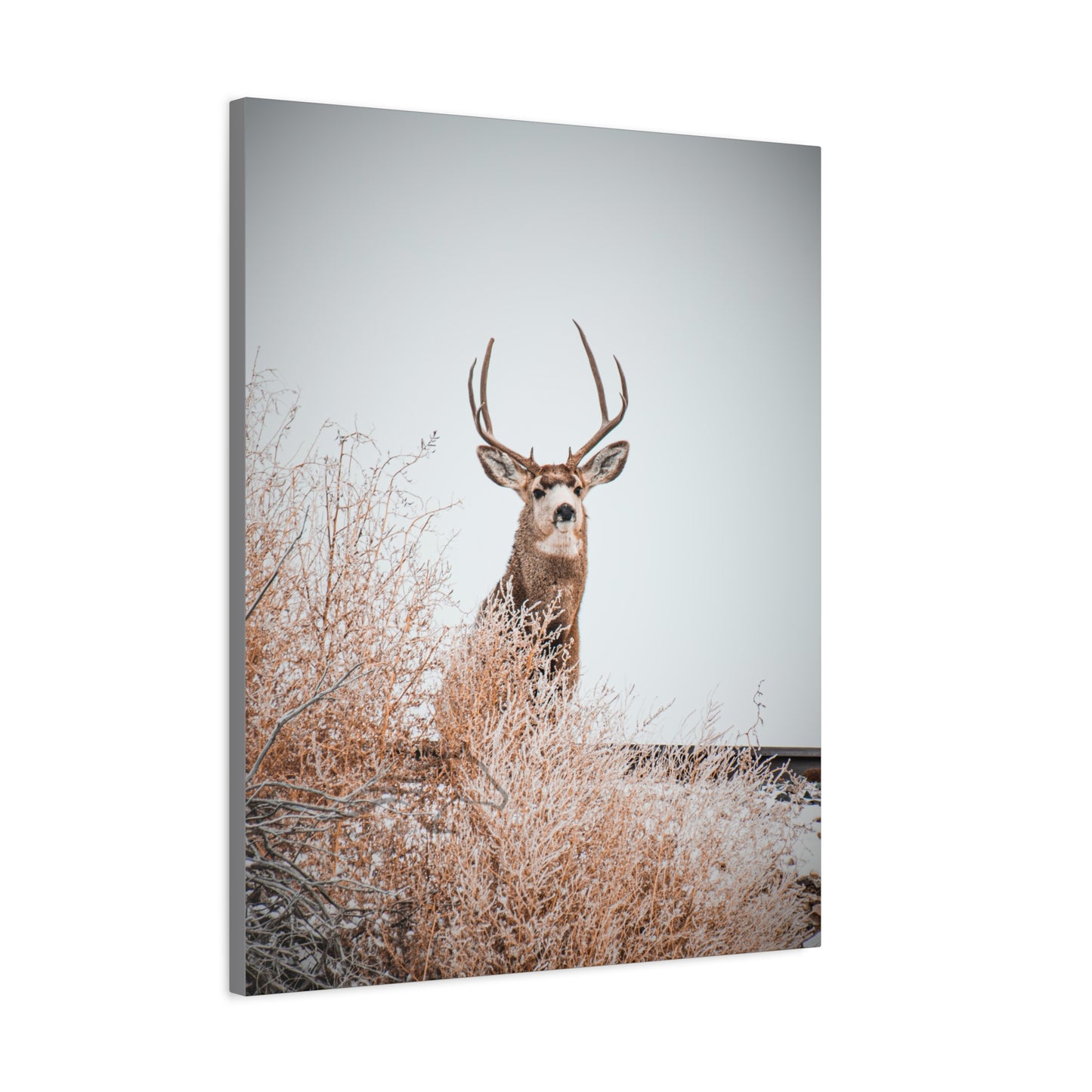 Rustic Deer Canvas