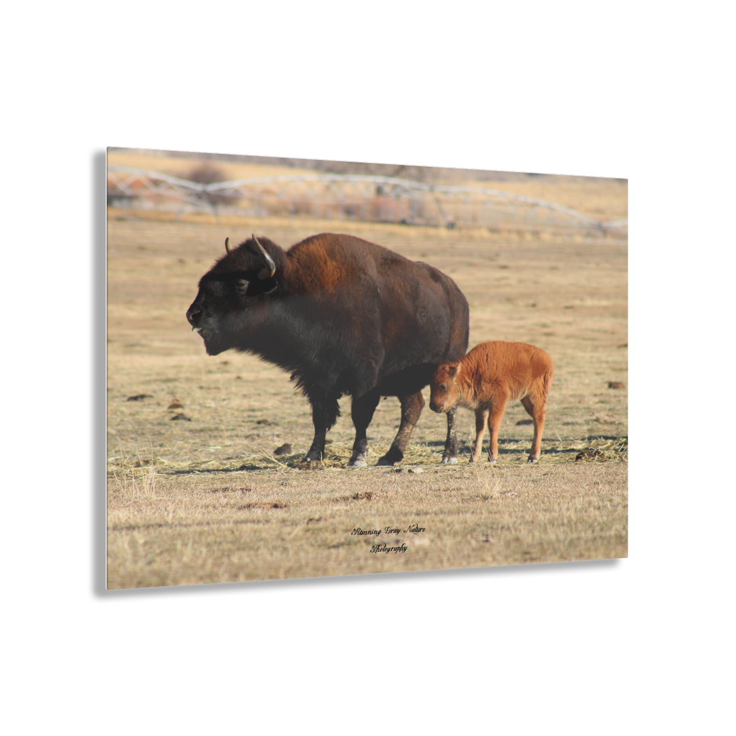 Momma and Baby Buffalo Acrylic Prints