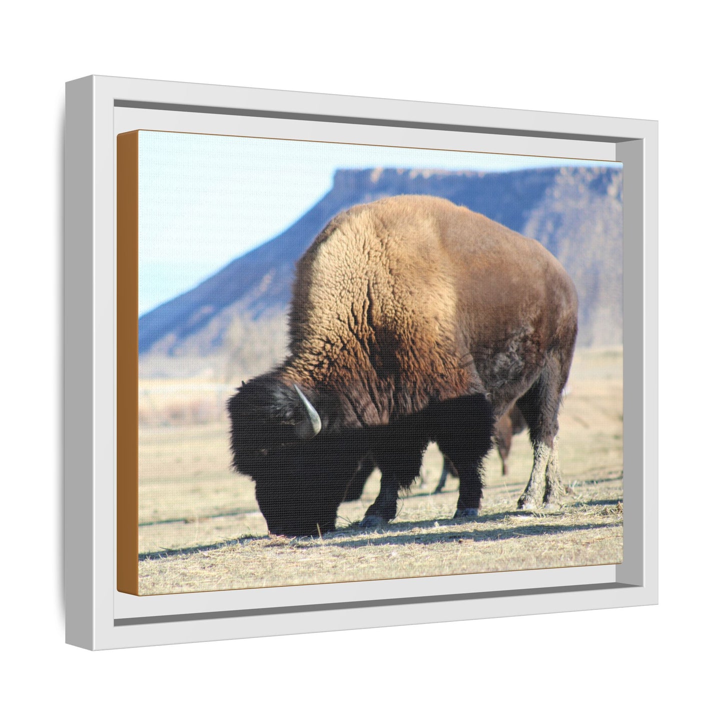Big Daddy Buffalo Framed Canvas