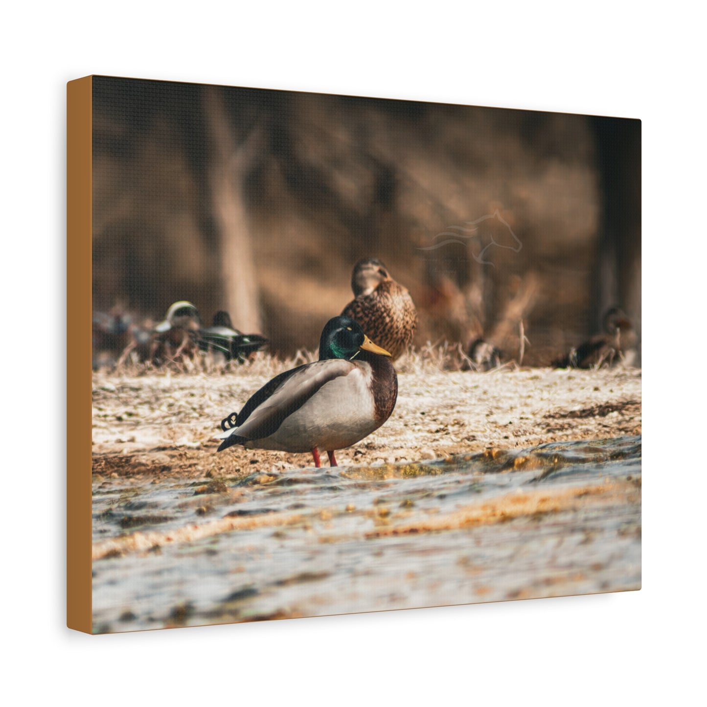 Nature-Inspired Duck Canvas