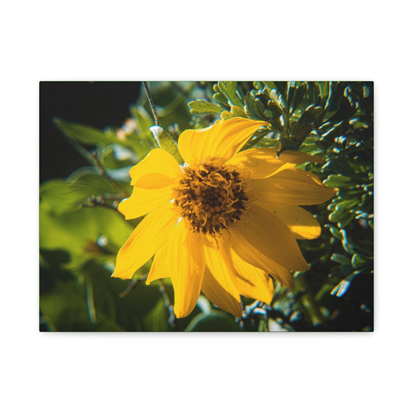 Arrowleaf Balsamroot Canvas