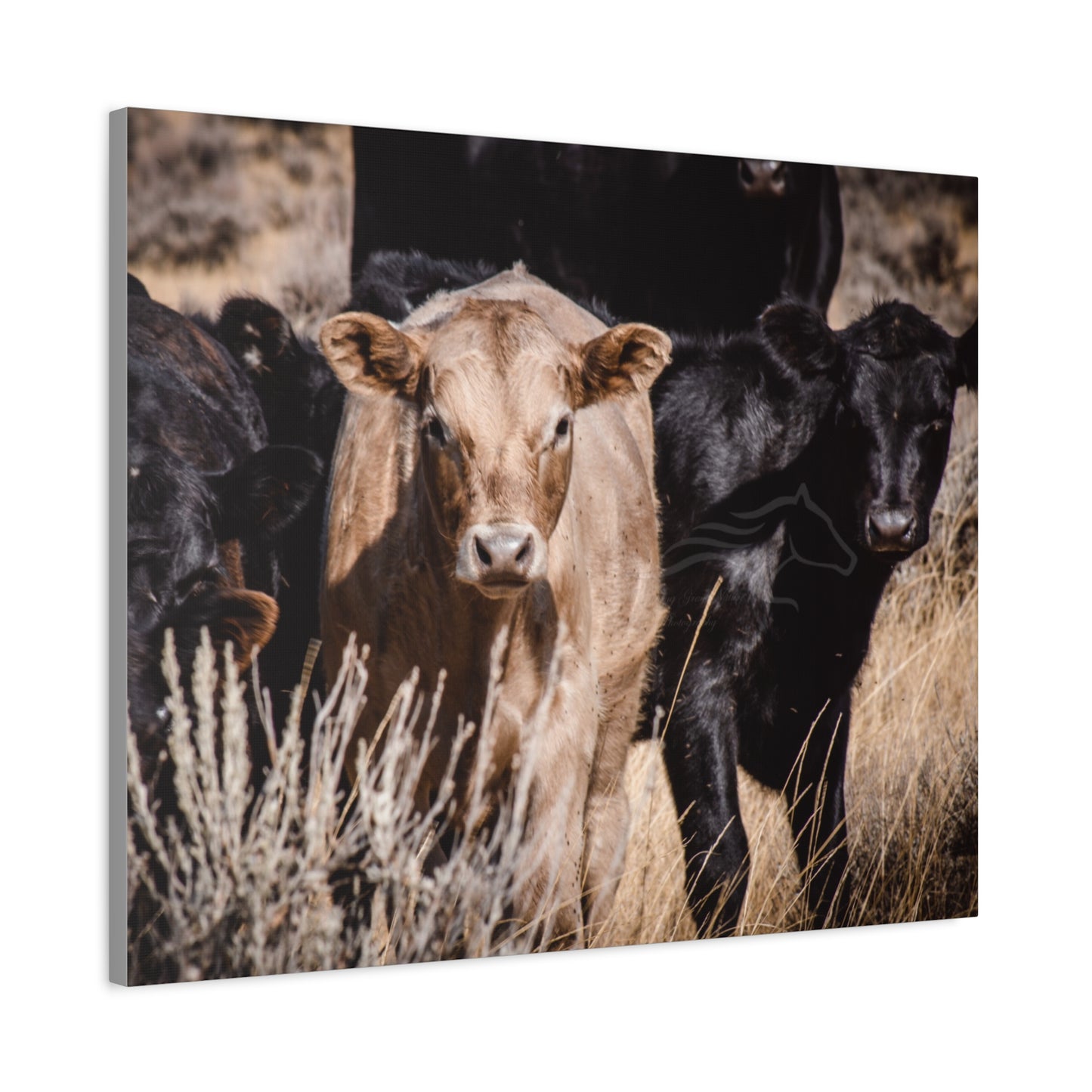 Baby Blonde Calf