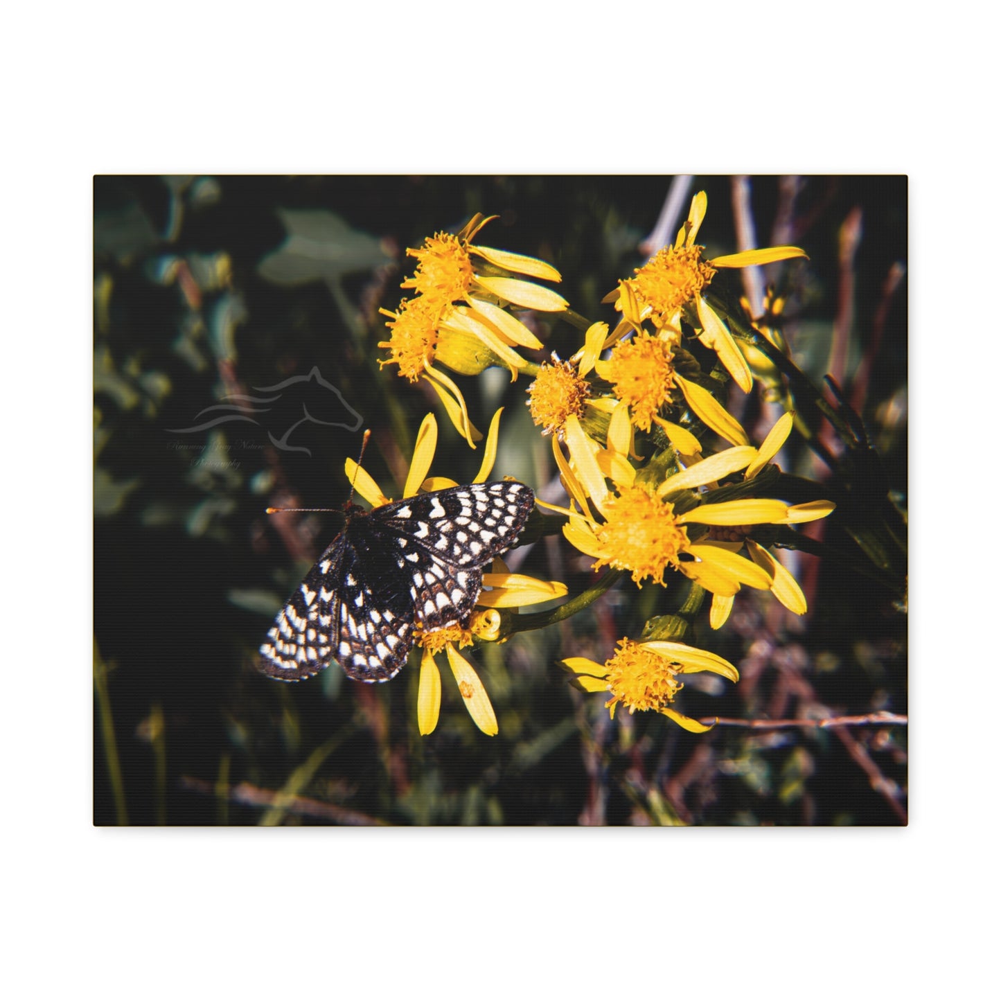 Butterfly Bloom Canvas