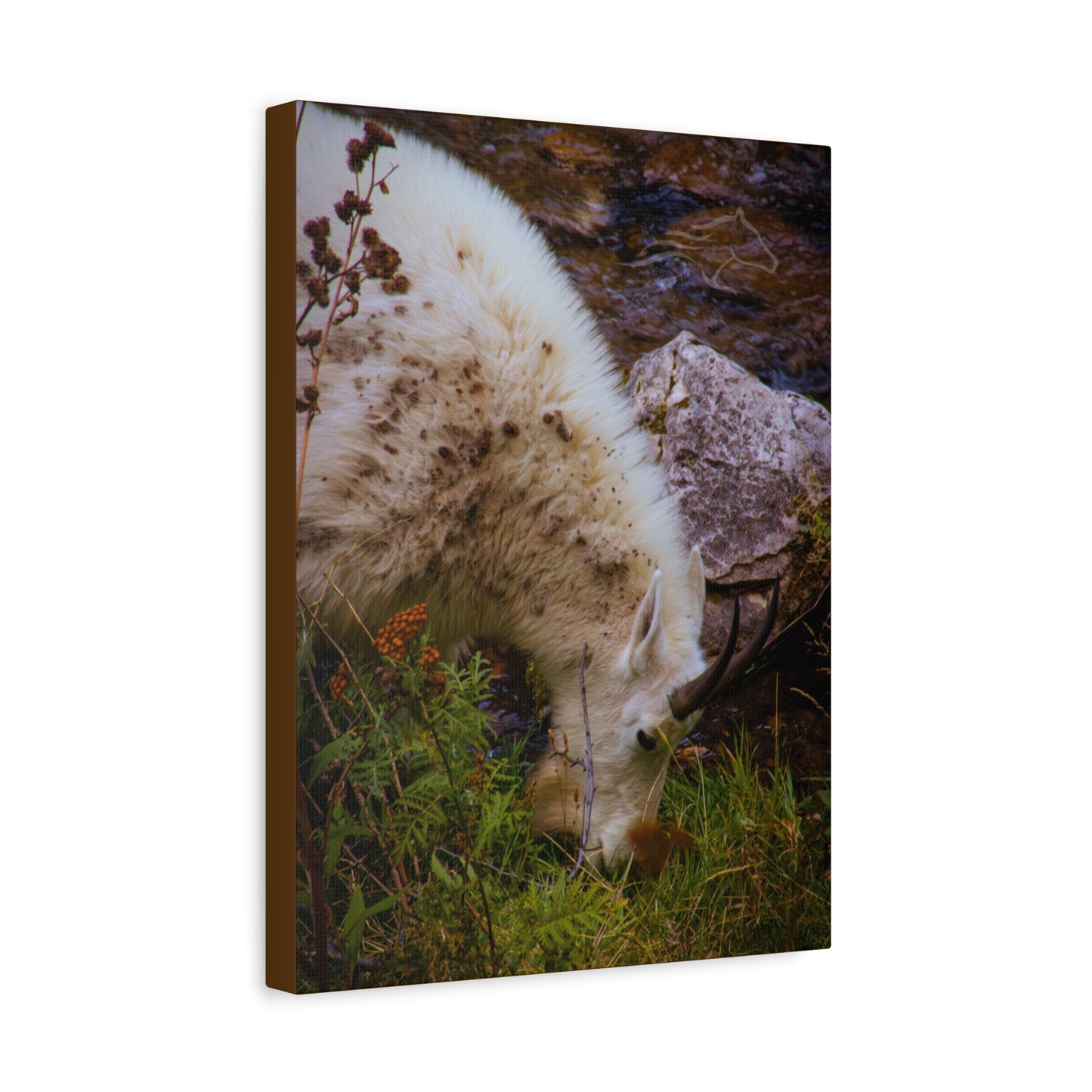 Mountain Goat Canvas