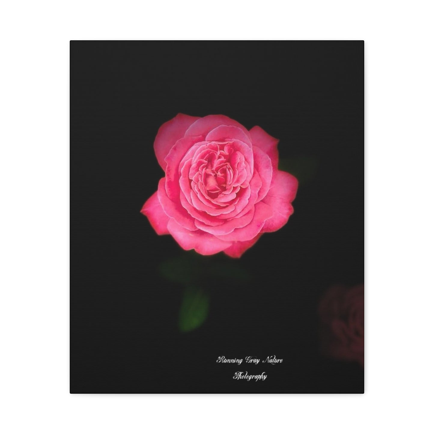 Pink Peace Rose Matte Canvas, Stretched, 1.25"