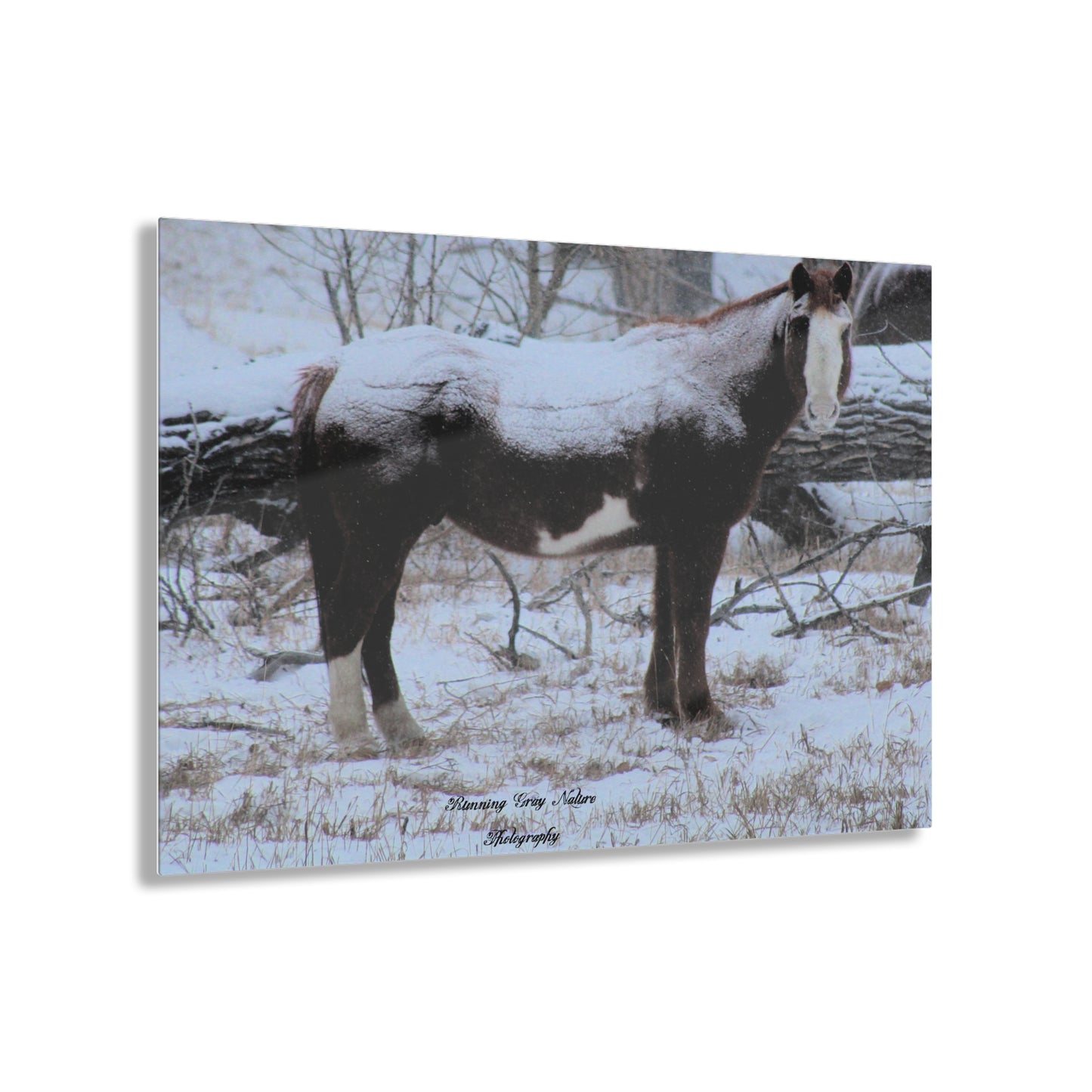 Snow Blanket Horse Acrylic Prints