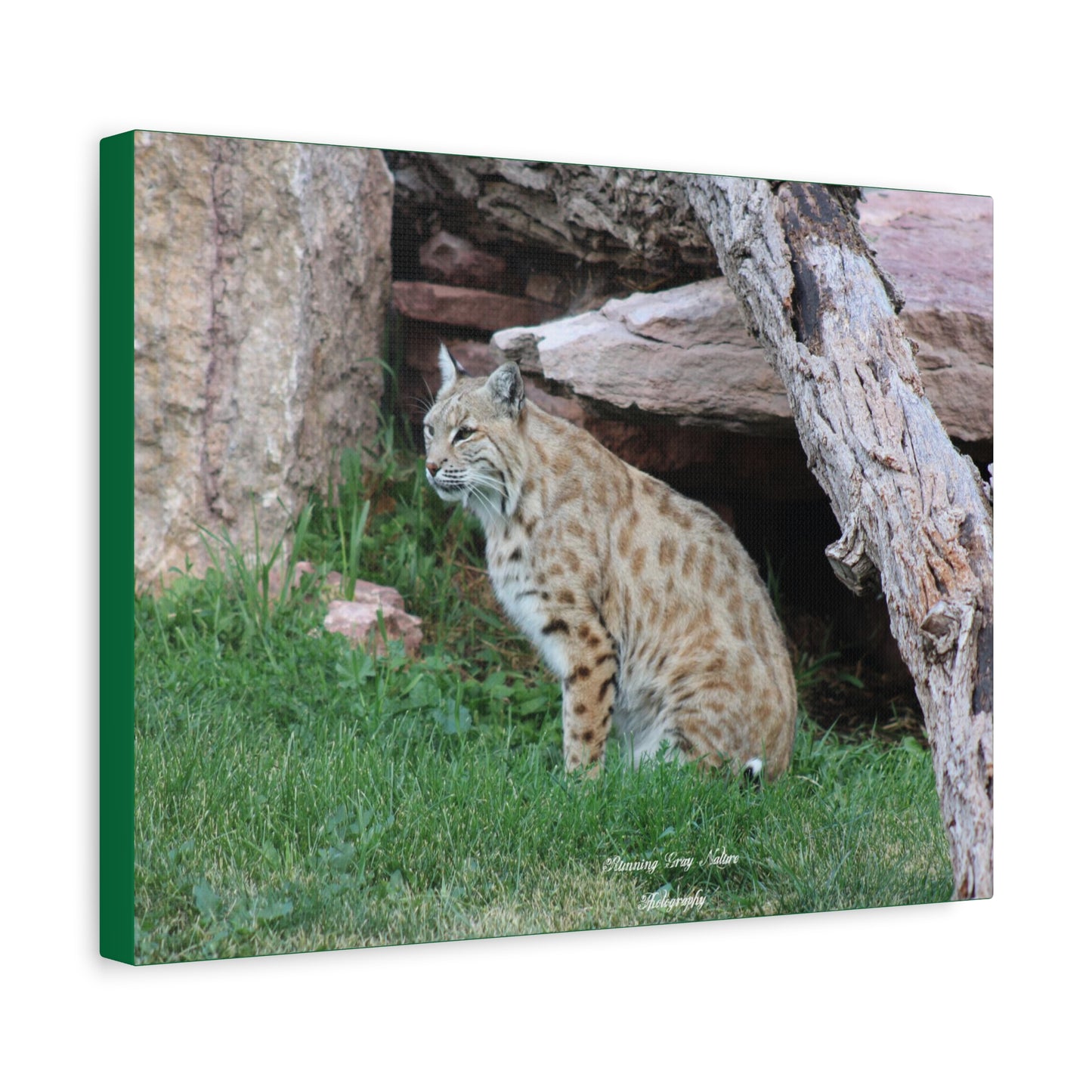 Sitting Bobcat Matte Canvas, Stretched, 1.25"