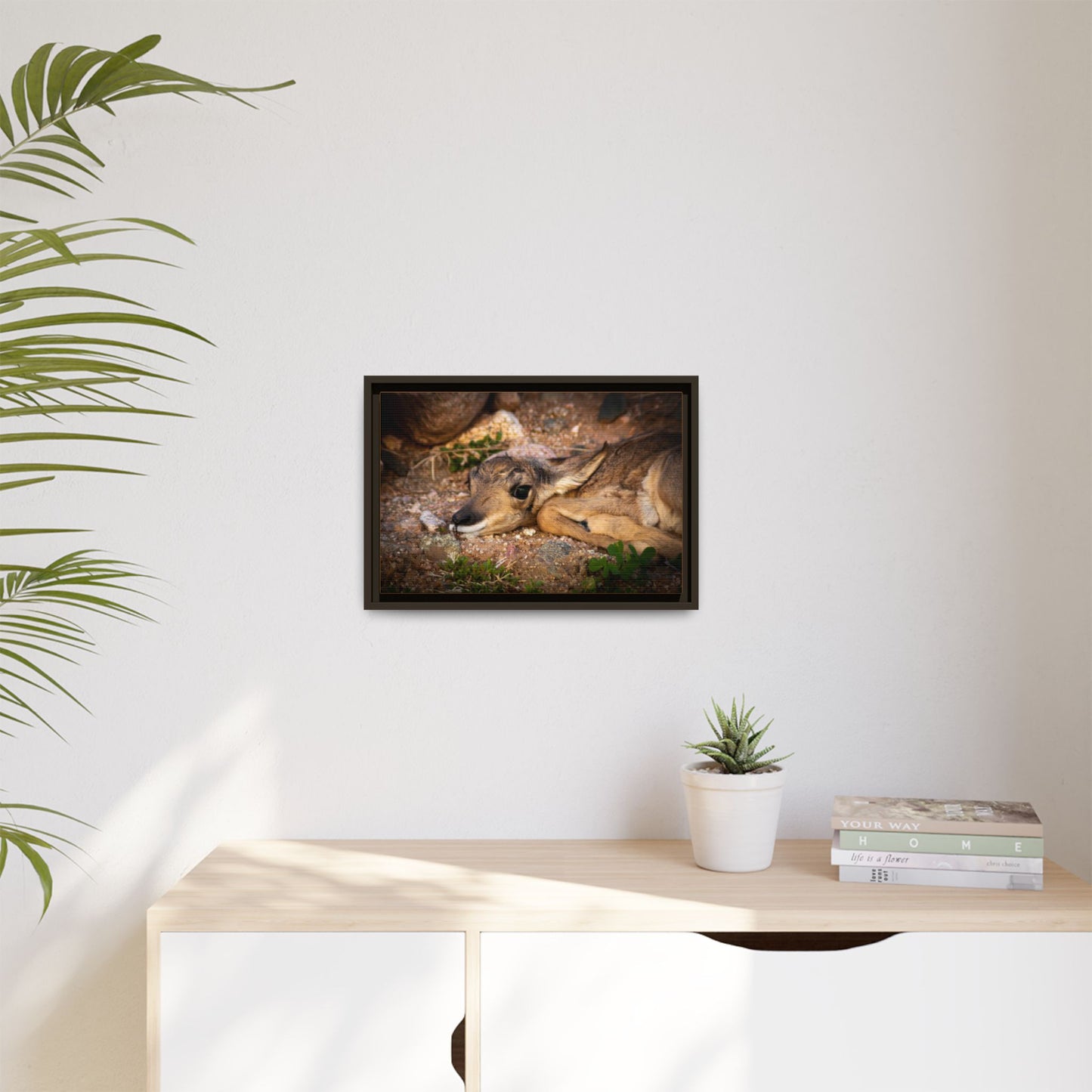 Baby Antelope Framed Canvas