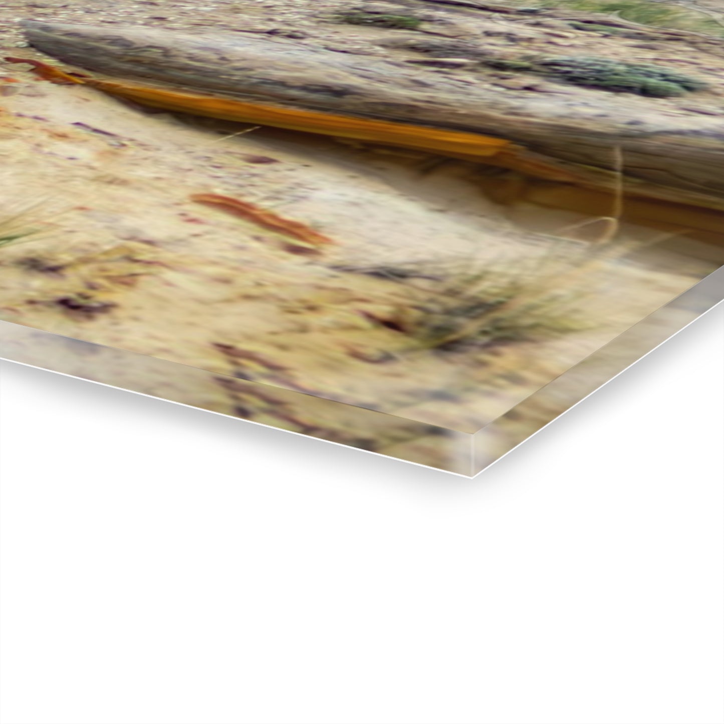 Swift Fox and an Eagle