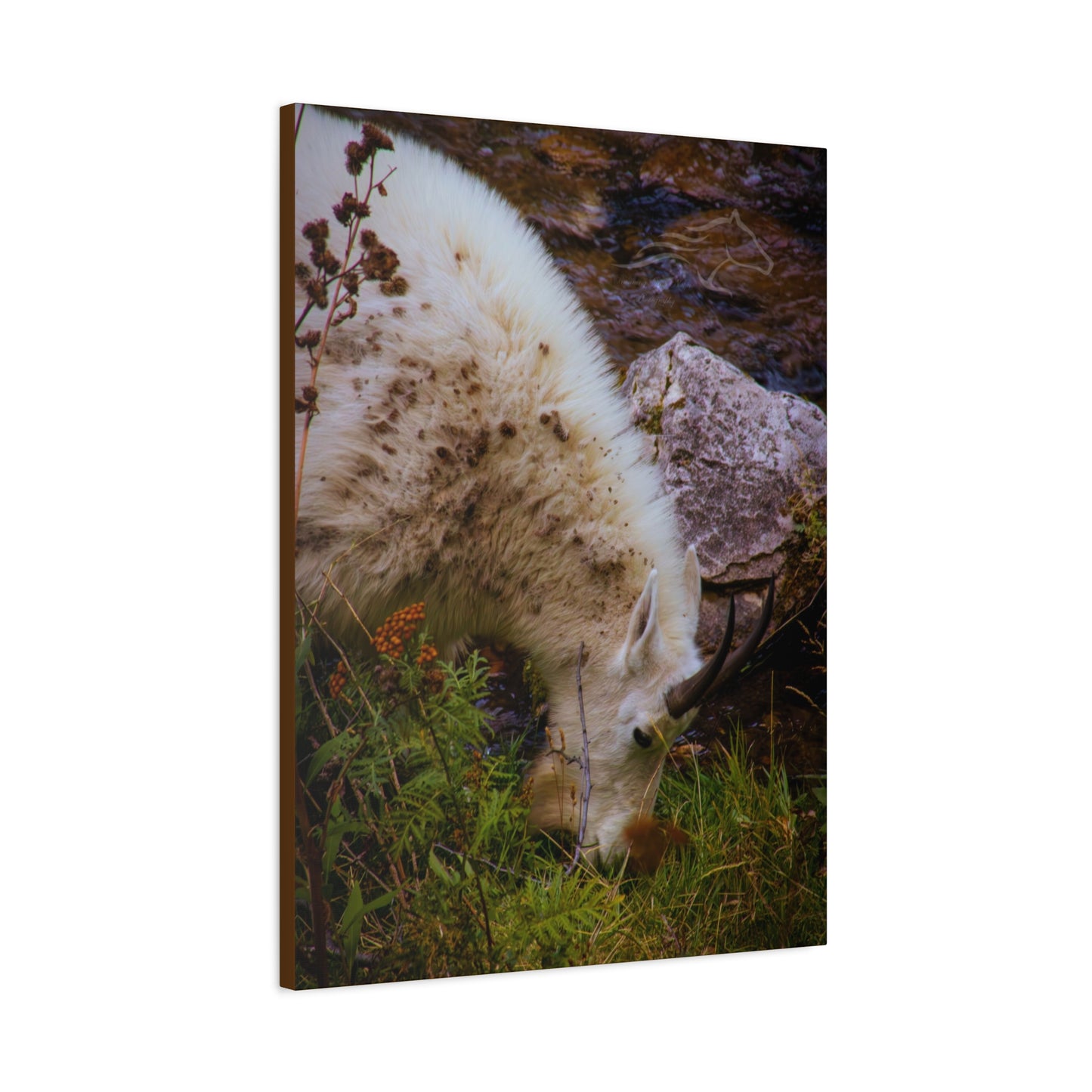 Mountain Goat Canvas