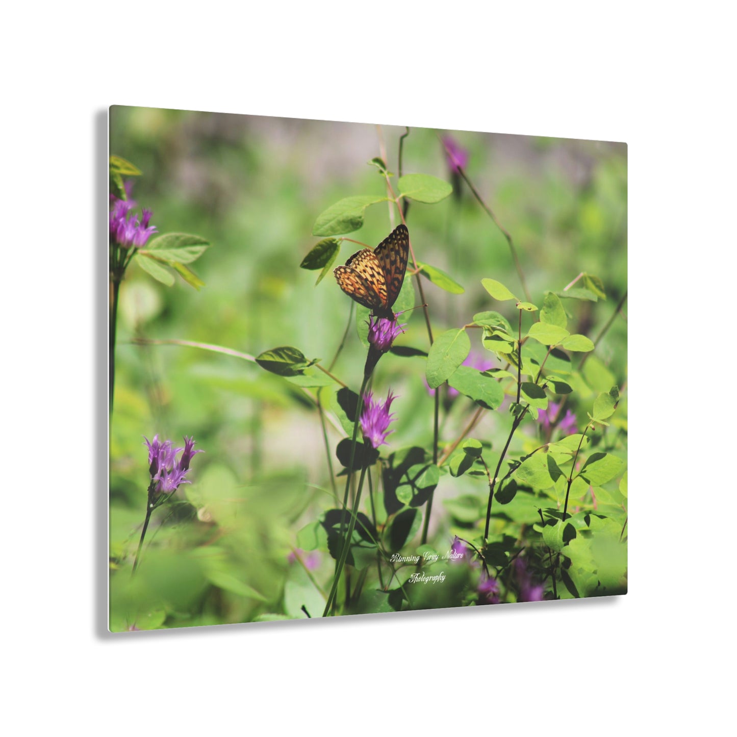 Butterfly Acrylic Prints