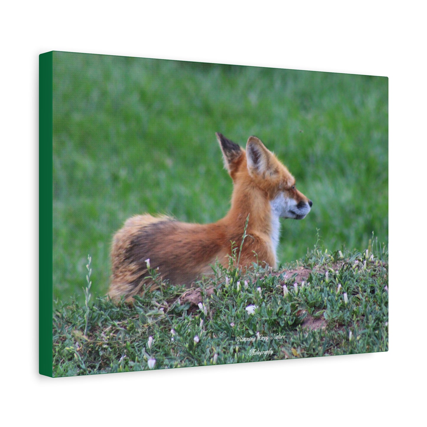 Red Tail Fox Matte Canvas, Stretched, 1.25"