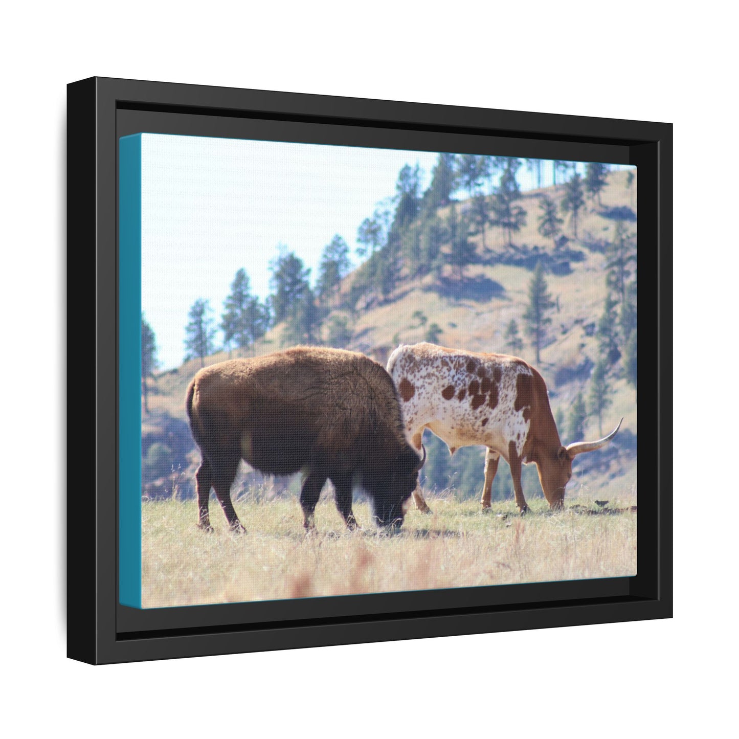 Long Horn and Buffalo Framed Canvas