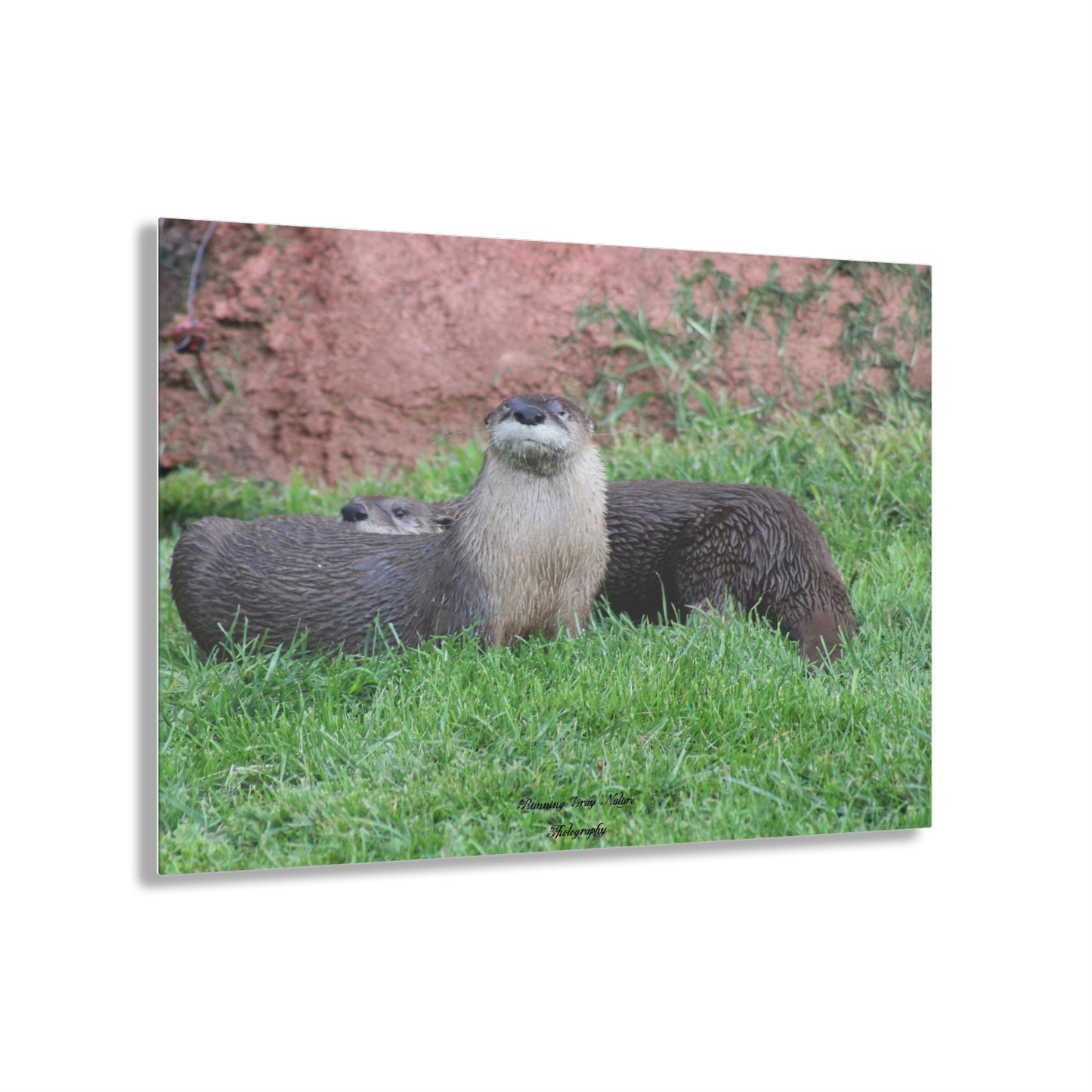 Otters Acrylic Prints