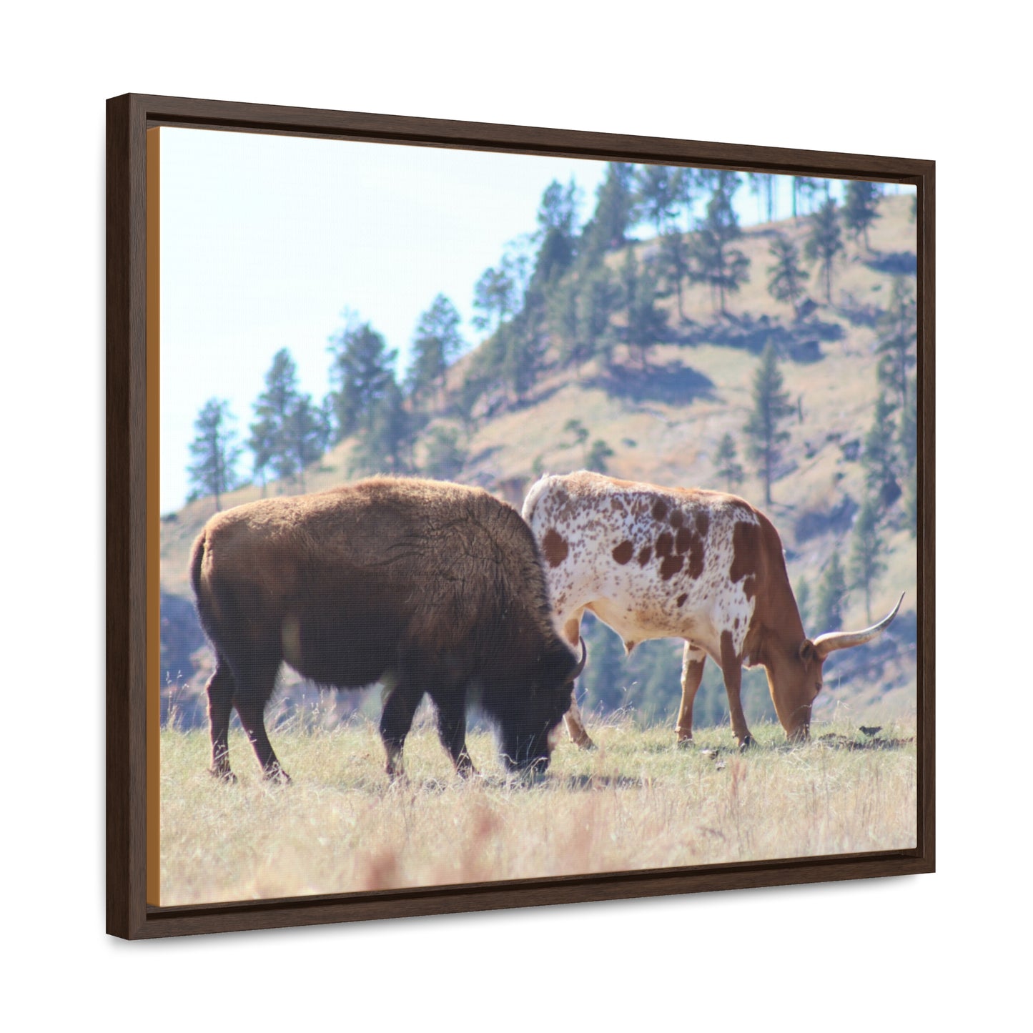 Long Horn and Buffalo Gallery Canvas Wraps, Horizontal Frame