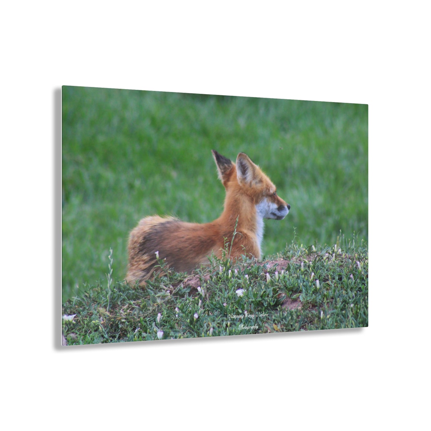 Red Tail Fox Acrylic Prints