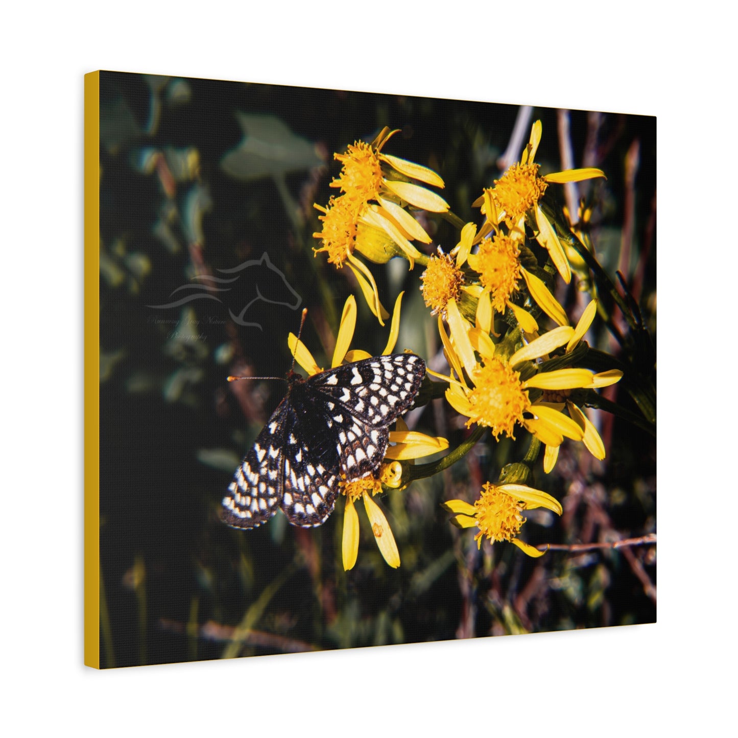 Butterfly Bloom Canvas