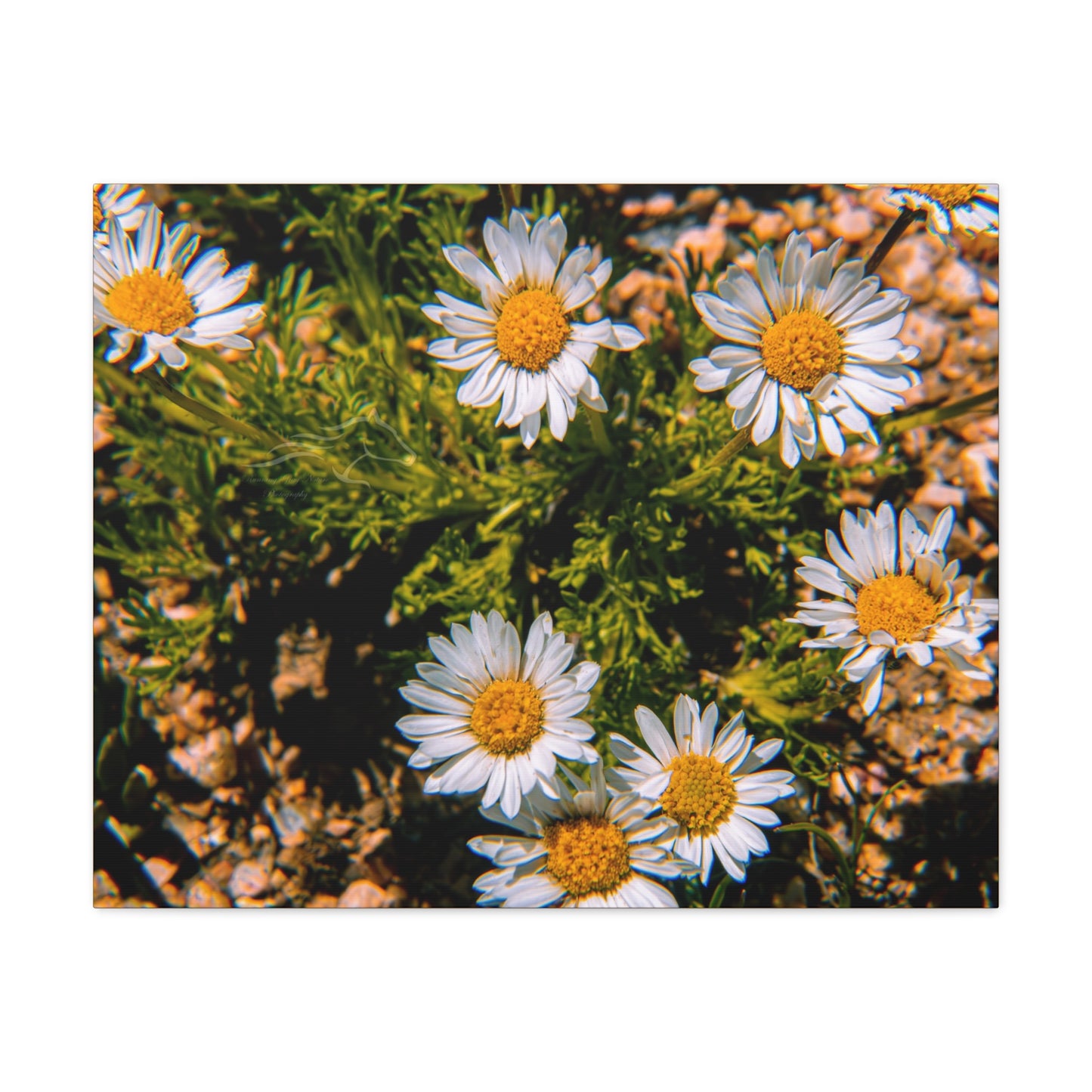 Wild Daisy Canvas