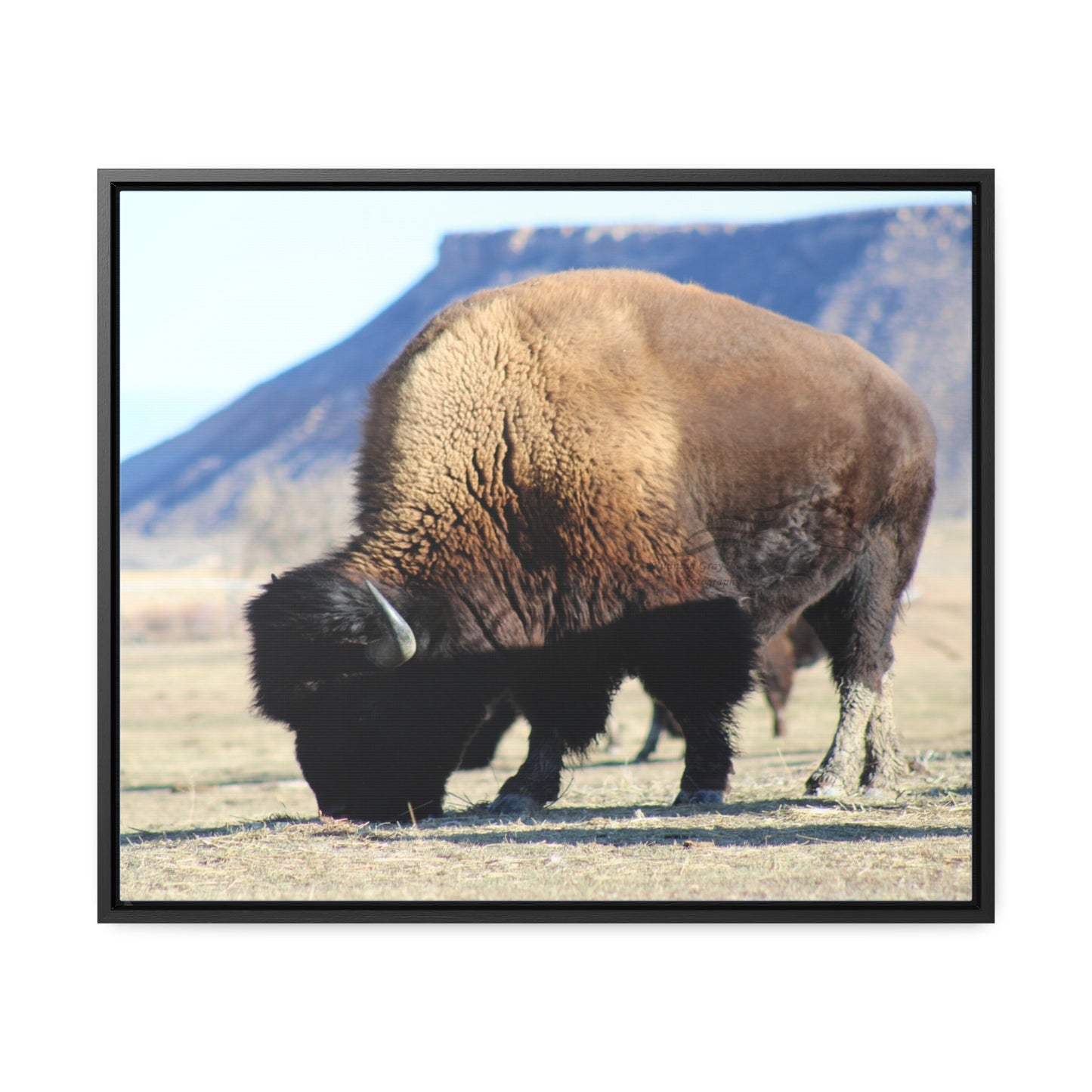 Big Daddy Buffalo Gallery Canvas Wraps, Horizontal Frame