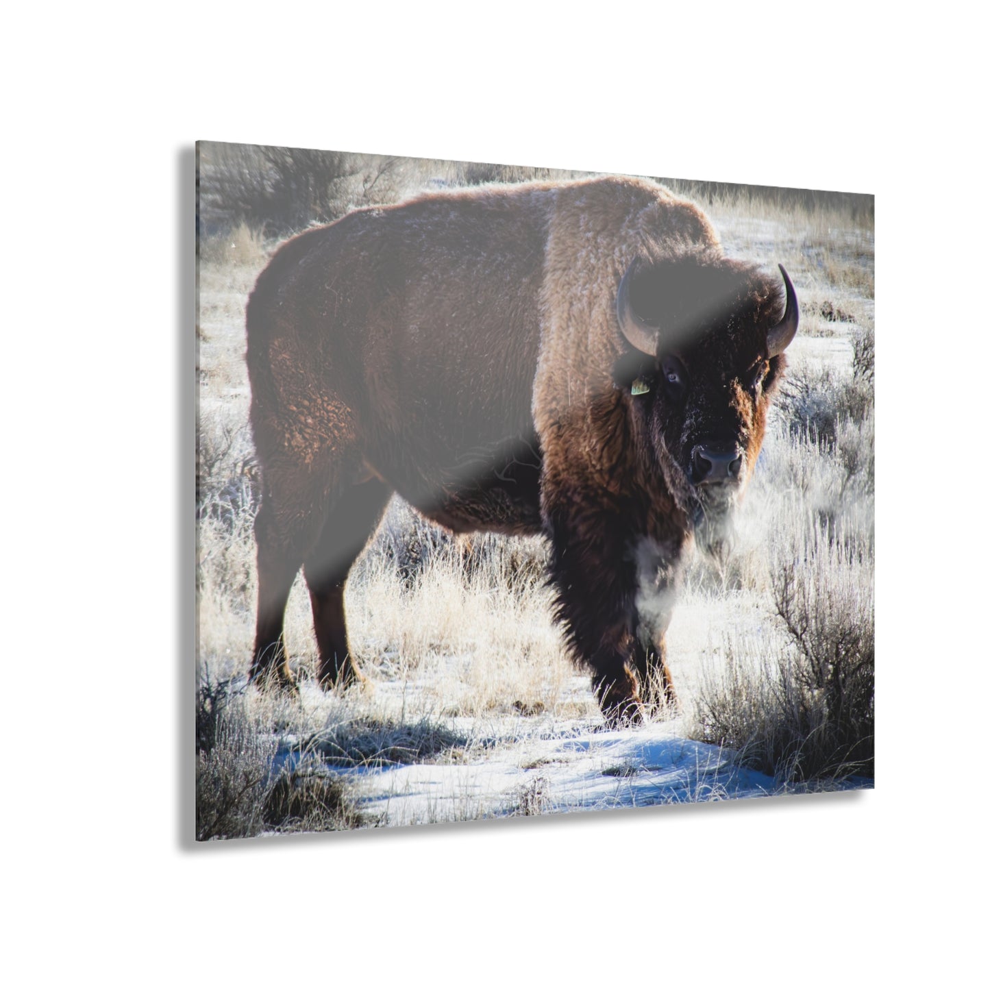 Early Morning Buffalo Acrylic