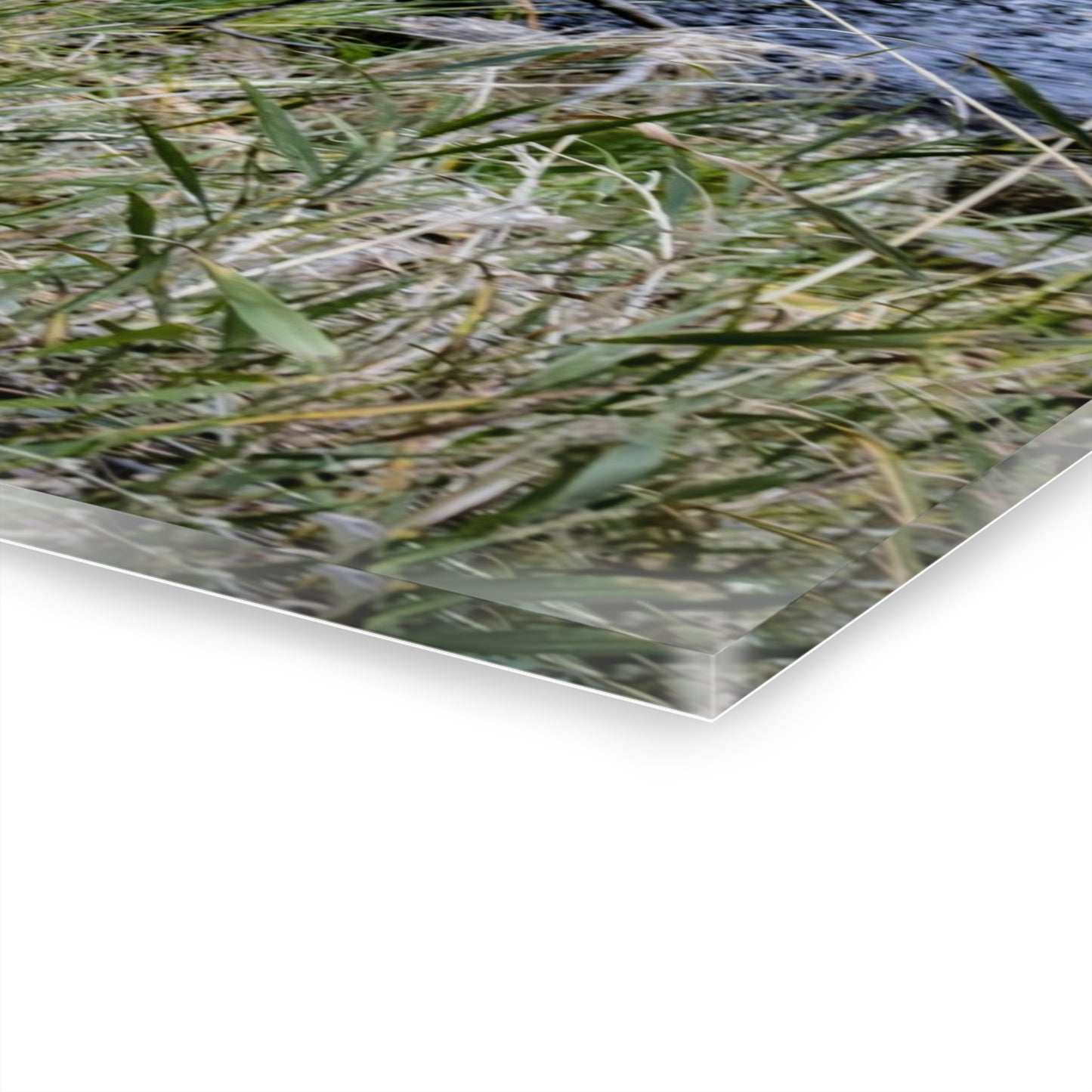 Big Horn Sheep Acrylic