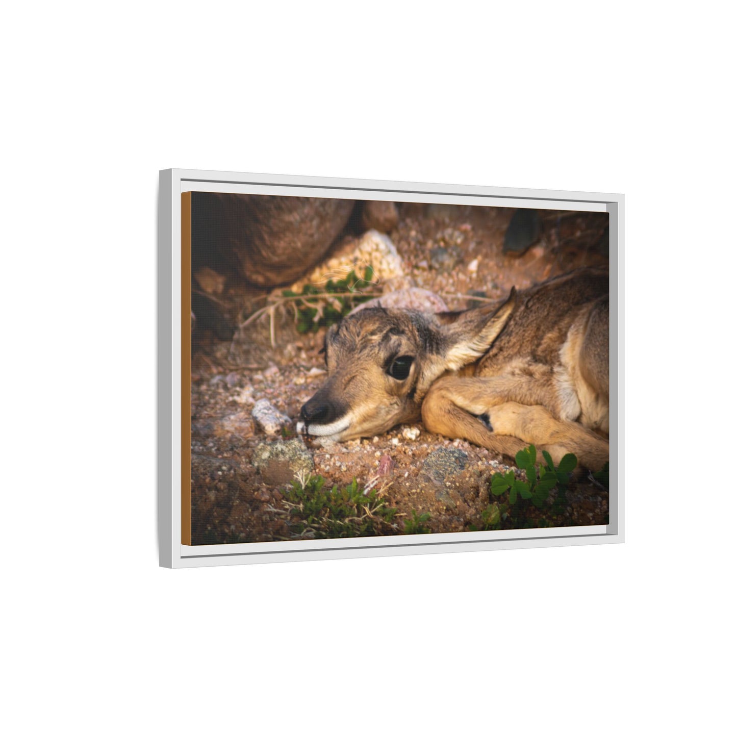 Baby Antelope Framed Canvas